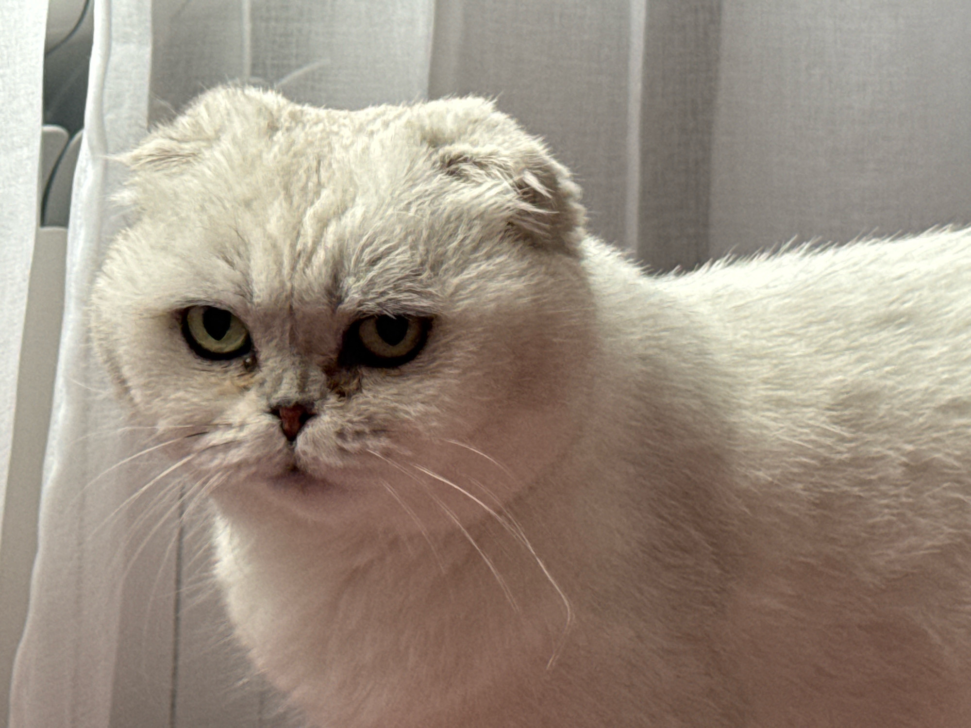 A close-up, head-and-shoulders shot of a white Scottish Fold cat is captured against a softly blurred backdrop of white curtains. The cat's fur is a light, almost silver-white, with subtle variations in tone. Its ears are folded forward, a characteristic of the breed. The cat's eyes, a striking yellow-green, are looking slightly to the left of the camera with an apparent expression of mild disinterest or contemplation. Its whiskers are long and delicate, fanning out from its muzzle. The lighting appears to be natural, casting soft shadows and highlighting the texture of the cat's fur. The background suggests an indoor setting, likely a room with windows covered by translucent curtains, creating a serene and domestic atmosphere. There is no indication of the city of Simferopol, Ukraine, or any specific location within it.