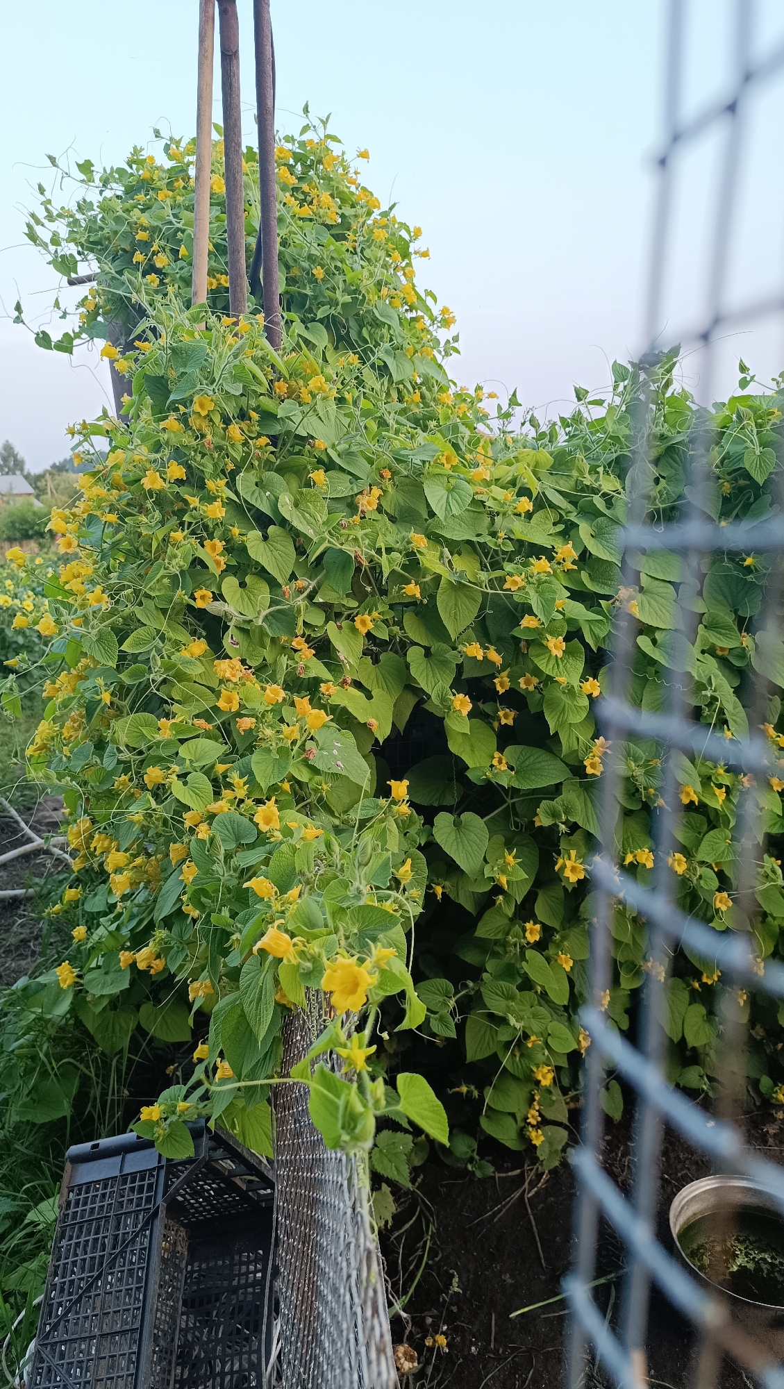 An overgrowth of lush green vines with numerous small yellow flowers covers a rustic trellis in an outdoor setting. The trellis is constructed from thick wooden poles and wire mesh. In the foreground to the left, a dark plastic crate rests on the ground. To the right, a section of wire fence is visible, with a metal container partially visible behind it. The background shows a hazy sky and a hint of a rural landscape with buildings and trees. This scene is located in the city of Karsha, Russia.