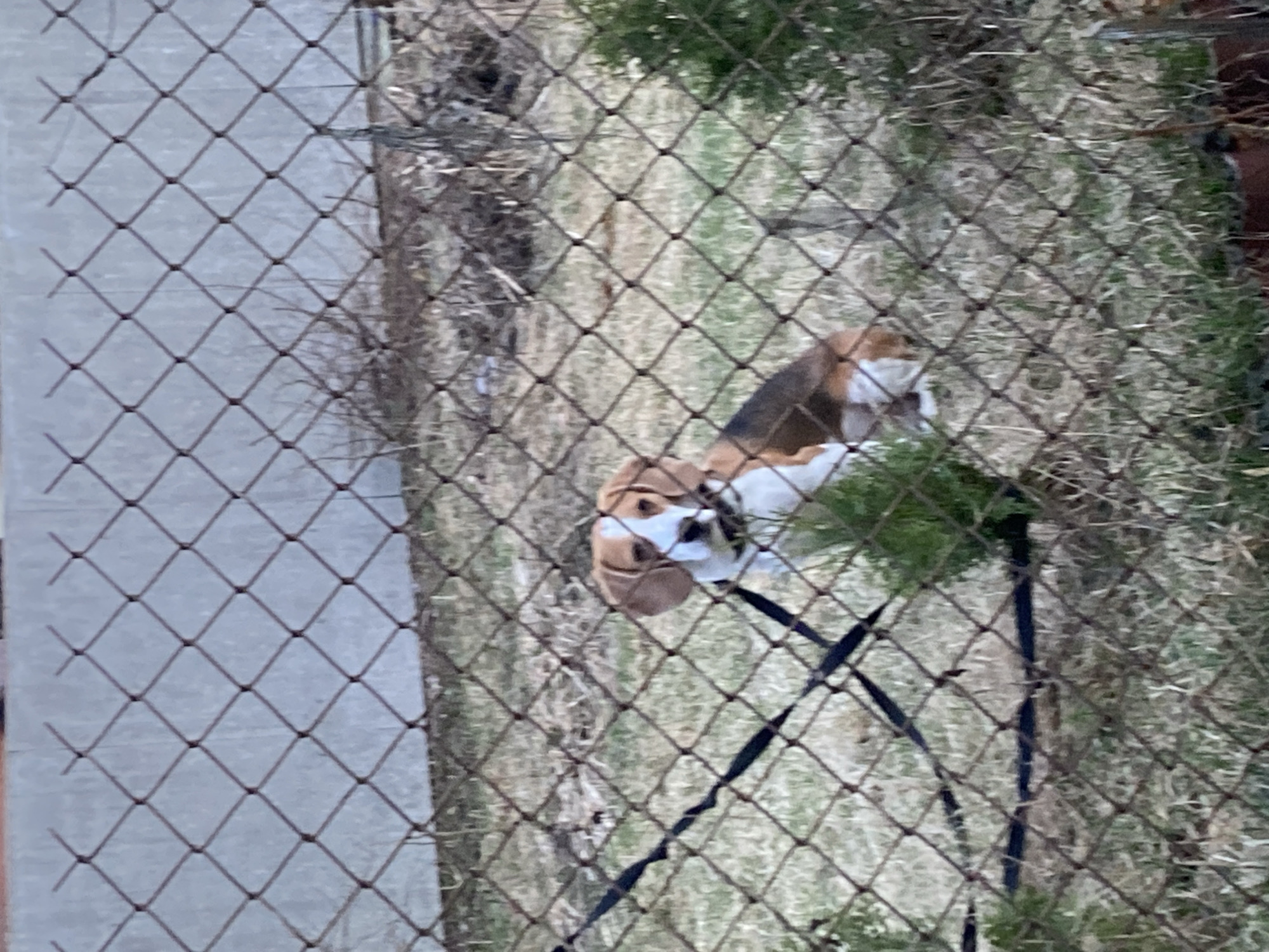 The image appears to be taken from an elevated position, looking down through a wire fence. Beyond the fence is an area of grass and some dry vegetation. A beagle dog is visible within this area. The dog has the typical beagle coloring of brown, black and white. Parts of a black object, possibly a chair or other structure, are also visible. The location is in the city of Парэчча, Belarus.