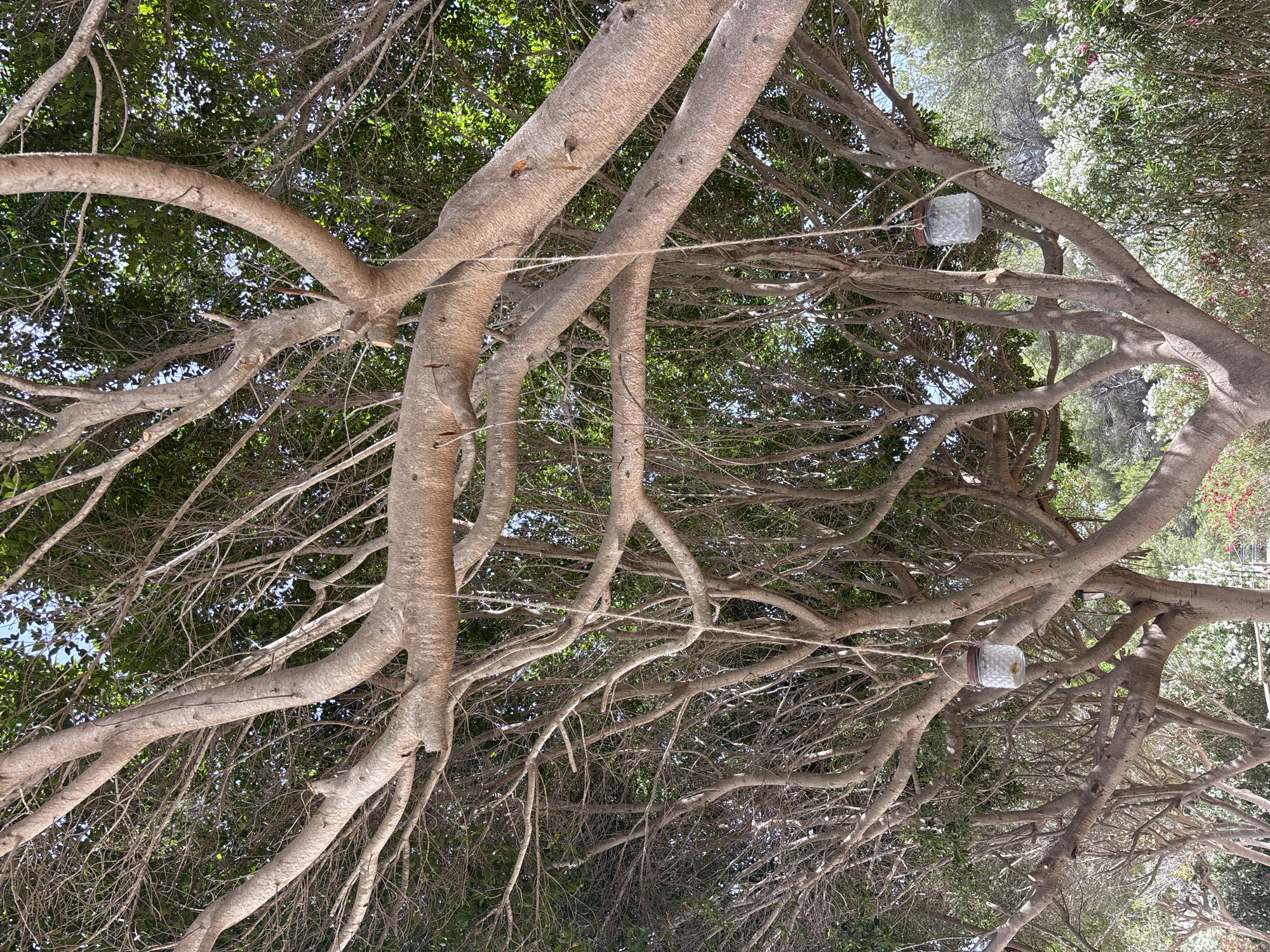 The image shows a close-up view of the canopy of a large tree, likely a ficus, with thick, greyish-brown branches extending outward. The branches are bare in places, showing pruning marks, and covered in a rough texture. Several lengths of thin, natural-colored rope are suspended from the branches. Two of these ropes are attached to small, glass jars with metallic lids, which hang like lanterns. The jars appear to contain some form of white material. The background is filled with the dense green foliage of the tree and hints of blue sky peeking through. In the lower right corner, the branches give way to a view of lush green bushes and some white and pink flowers, suggesting an outdoor setting. The overall impression is one of a well-established tree, possibly in a garden or park, with decorative elements added. The presence of flowering plants and the style of the tree suggest a Mediterranean climate, potentially in the city of Orihuela, Spain, known for its numerous parks and gardens.