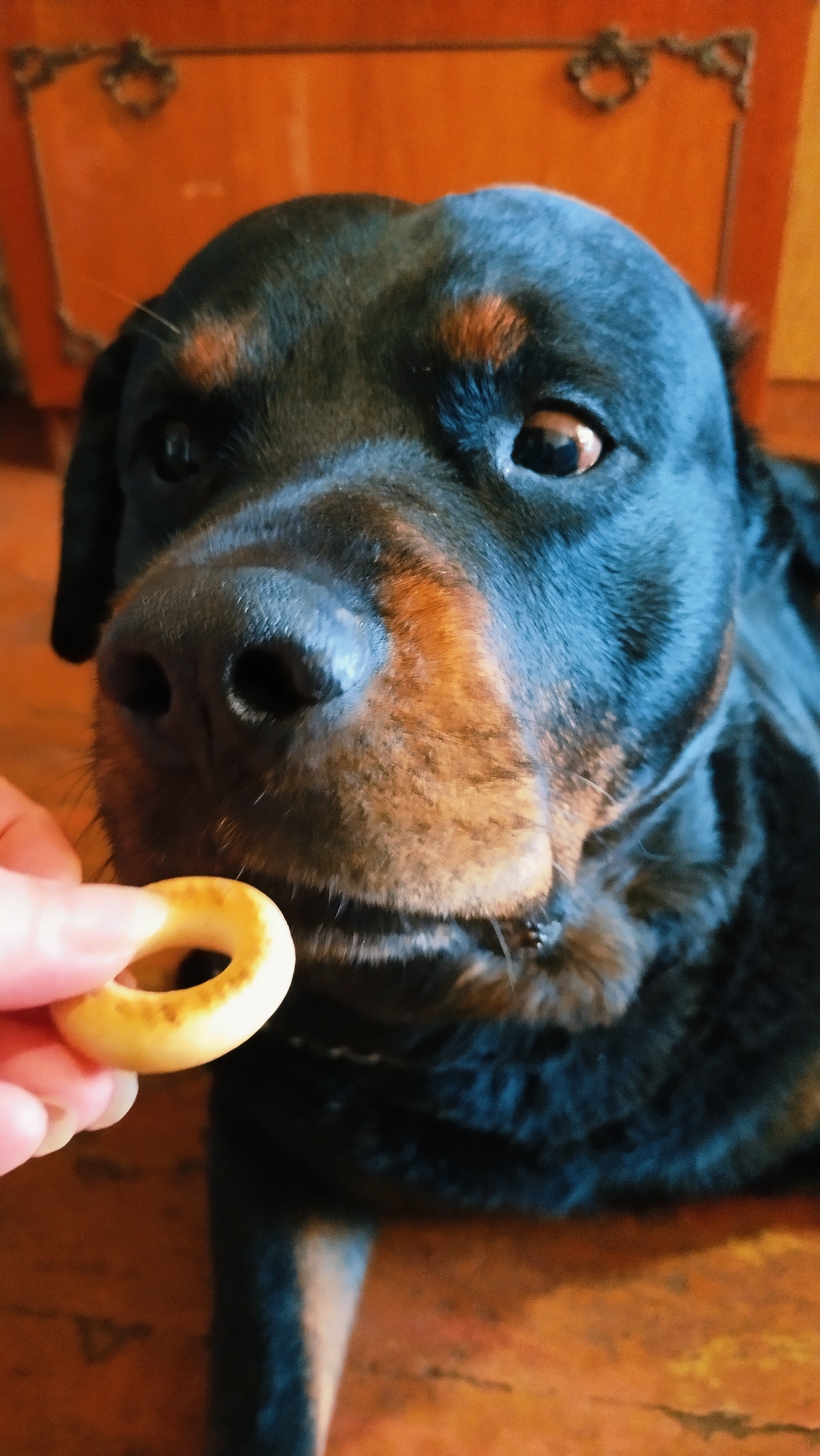 A Rottweiler dog is looking at a hand holding a small, ring-shaped cracker. The dog's face is in focus, with its nose and eyes clearly visible. The background is blurred but appears to be an indoor setting with wooden furniture. The image was taken in Horishni Plavni, Ukraine.