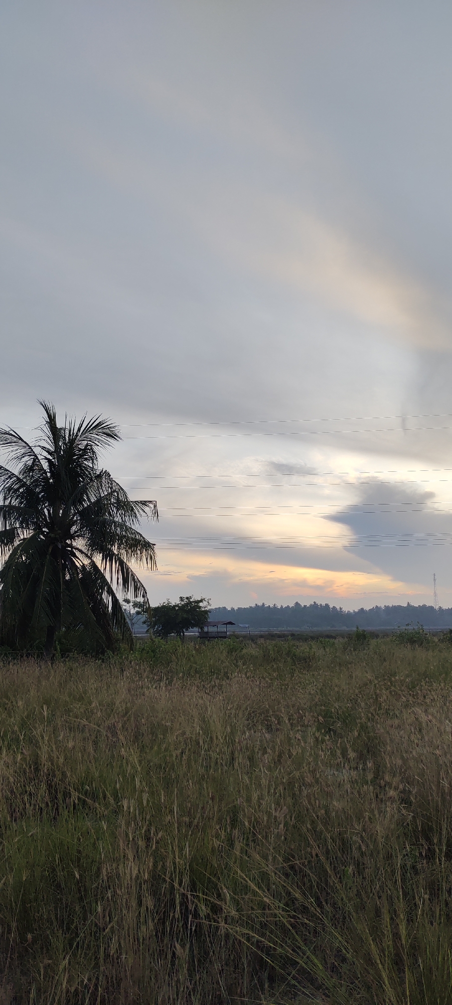 This is a vertical, low-angle outdoor shot of a rural landscape at dusk. A tall, dark green coconut palm tree is on the left side of the frame, its fronds spread out. In the middle ground, there's a grassy field with dry, light brown grasses, a small wooden shelter with a brown roof, and a single tree behind it. In the background, a line of dark green trees forms the horizon, with a faint orange and yellow glow from the setting sun visible through a gap in the clouds. The sky is overcast with pale gray clouds, streaked with lighter grays and soft yellow and orange hues near the horizon. Several thin, horizontal power lines crisscross the middle and upper portions of the sky. The scene appears to be located in a rural area outside of Lhokseumawe, Indonesia, given the vegetation and typical landscape. There are no people or animals visible in the image.