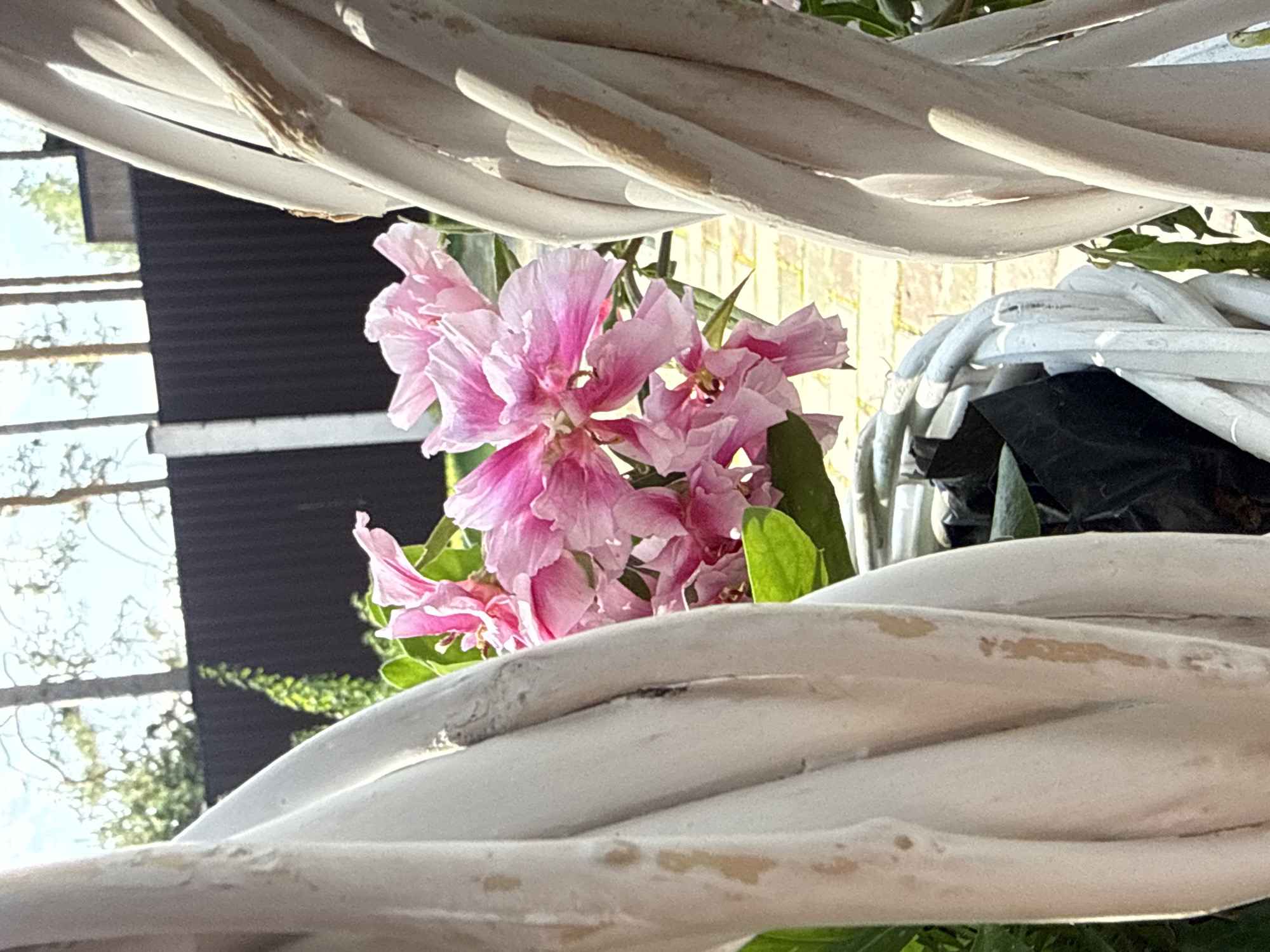 The image displays a close-up view of pink flowers blooming in a white wicker basket. The basket is ornate, with thick, twisted wicker strands forming its structure. The flowers are delicate with ruffled petals, exhibiting a gradient of pink hues. Green foliage peeks out from behind the blossoms. In the background, a dark fence is visible, with the trunks of several pine trees and a bright sky beyond. The scene appears to be outdoors, possibly in a garden or yard, with sunlight casting shadows. There are no people or animals present in the image. The location is identified as Kashino, Russia.