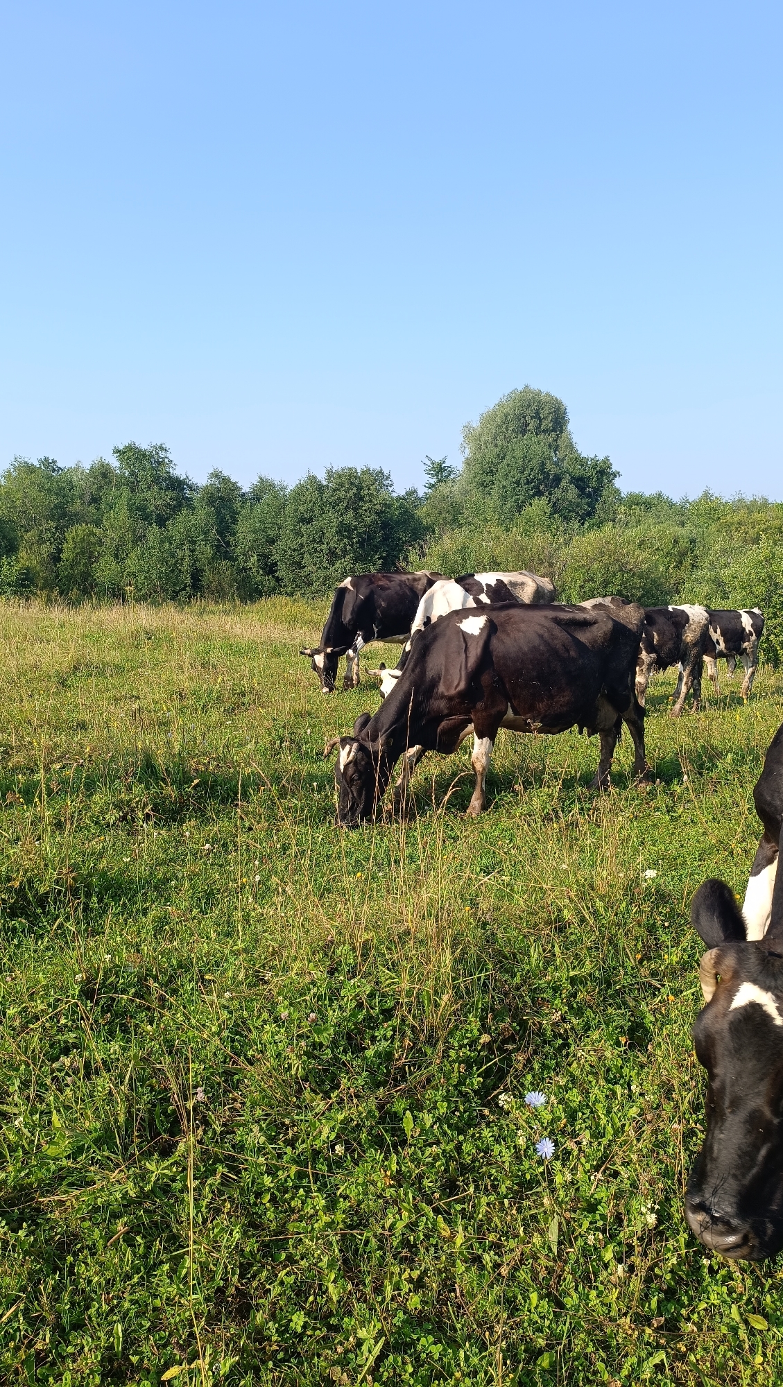 In a sunlit, rural meadow, several black and white cows graze on lush green grass. The cows are positioned at various distances, with some in the foreground and others in the background. The environment is natural, with a dense line of trees forming a backdrop behind the grazing animals. The sky above is a clear, bright blue.