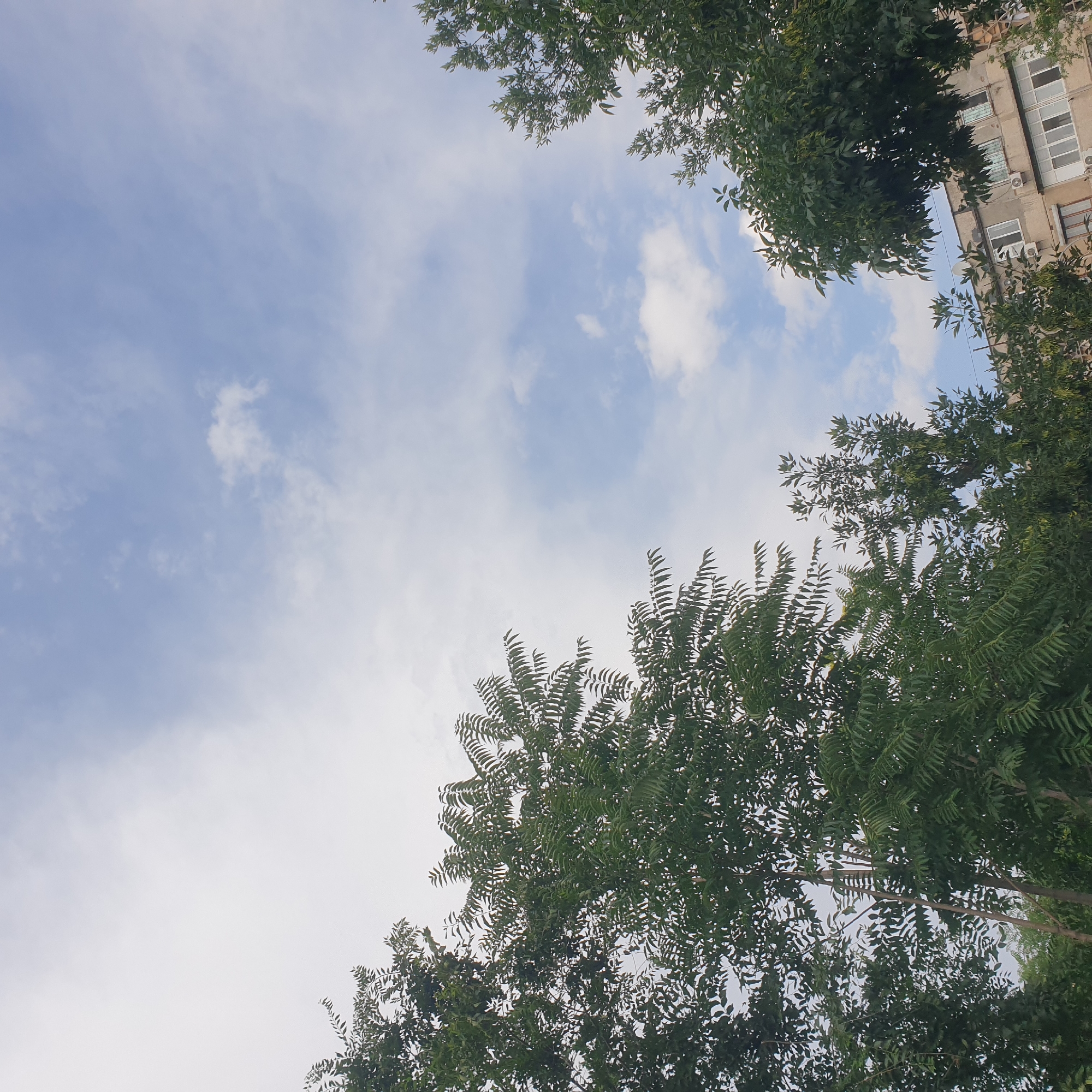The image captures a view of the sky and building in Shymkent, Kazakhstan. In the foreground, lush green trees with intricate leaf structures dominate the lower left and right portions of the frame, extending upwards. Between the trees, the top section of a multi-story residential building is visible. The building appears to be constructed of concrete and features numerous windows, some of which are covered with white frames, and air conditioning units mounted on the facade. The sky above is a mix of pale blue and white, with scattered clouds present. The overall impression is a blend of nature and urban architecture under a partly cloudy sky.