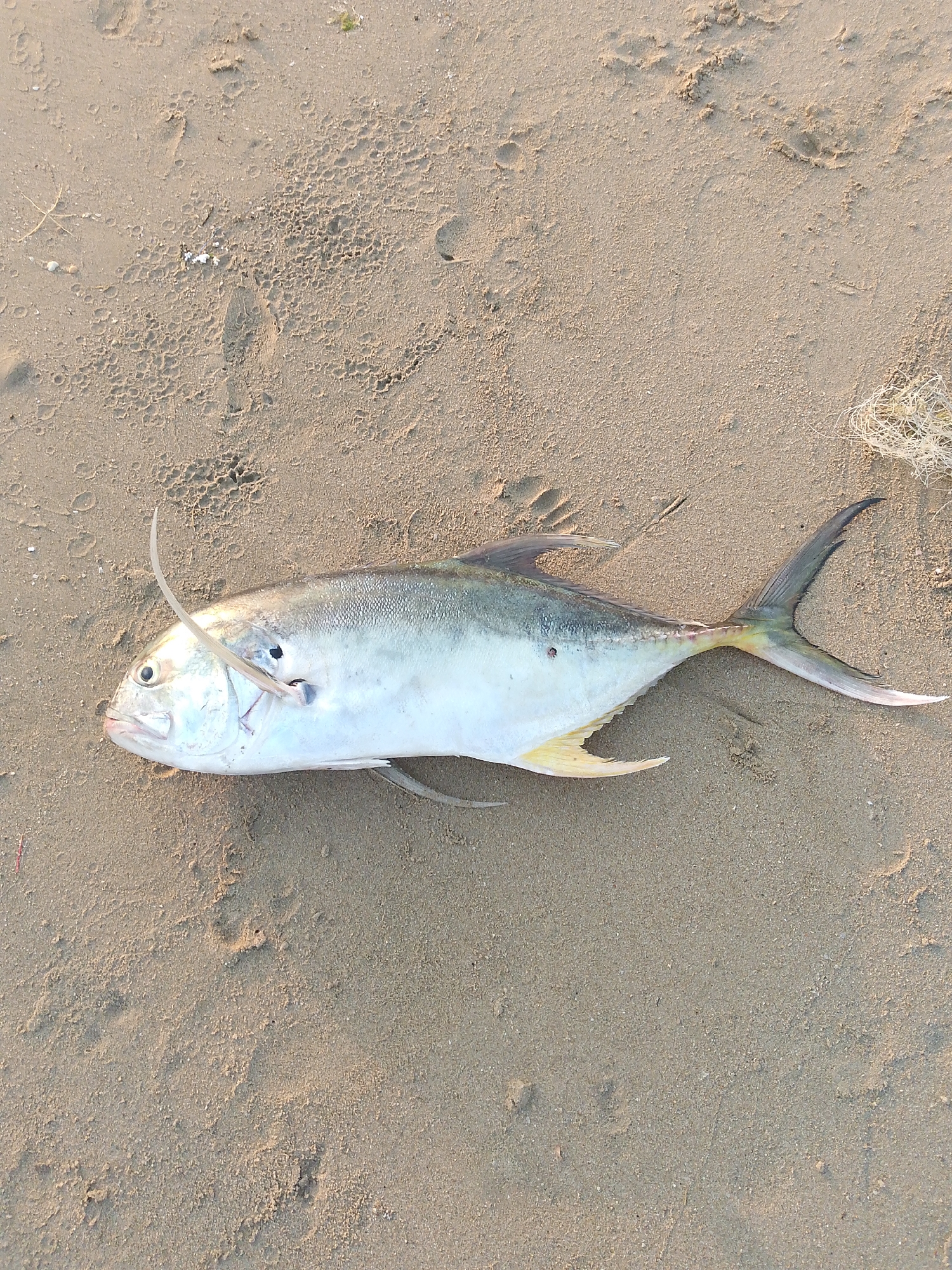 A single fish lies on a sandy beach. The fish is silver and white with yellow fins and tail. A small, white, needle-like object is piercing the fish's head. The sand is light brown. There are footprints visible in the sand. A piece of white netting is in the upper right corner. The location is Villa Marina, Venezuela.
