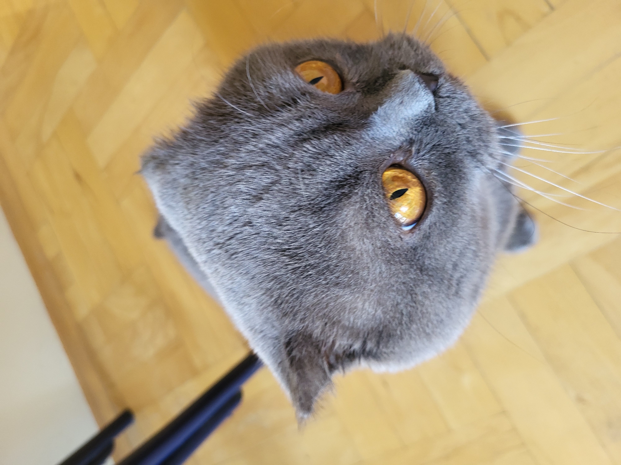 A close-up, high-angle shot shows the head of a gray Scottish Fold cat with bright orange eyes. The cat is looking upward and slightly to the right. Its ears are folded down. The cat is on a light-colored wooden floor, which has a subtle sheen and wood grain pattern. In the upper left of the image, the dark blue legs of a chair are partially visible. The background consists of the wooden floor and a light-colored wall at the top. The image is taken indoors, in a setting that appears to be a home. There are no people present in the image.