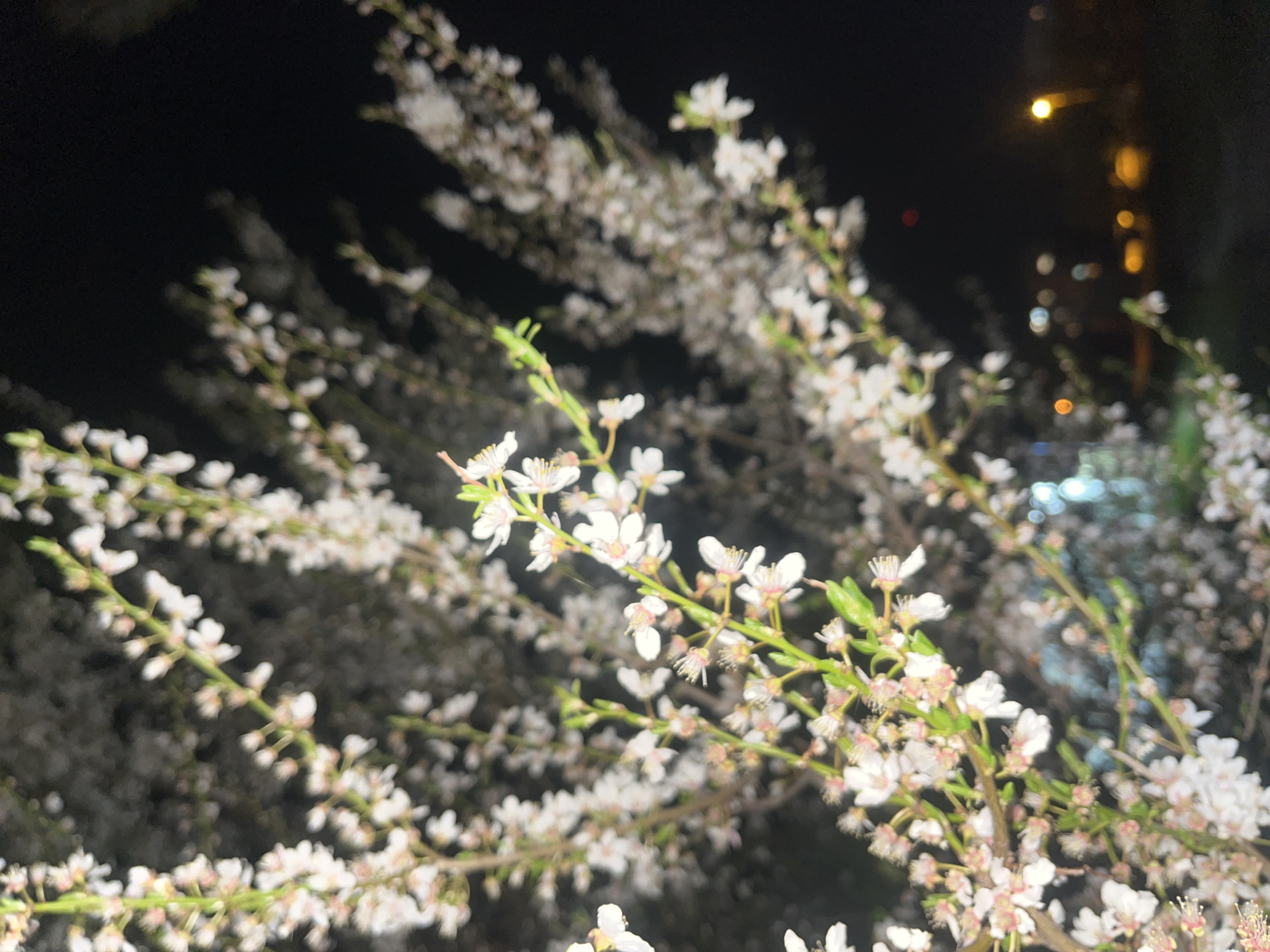 The image shows a blossoming tree at night. The branches are covered in small white flowers with pink centers. There are green leaves among the blossoms on some branches. The background is dark, appearing to be night, with some blurry points of light that suggest the presence of city lights in the distance. The photo seems to have been taken in Sofia, Bulgaria, due to the nature of the prompt.