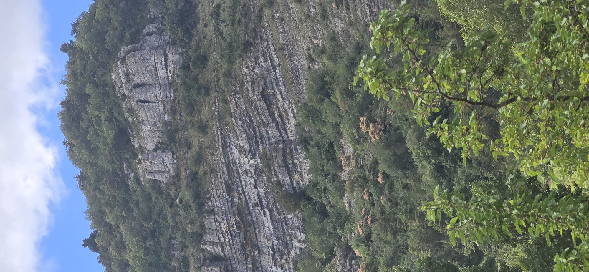 The image displays a rugged mountain landscape. A sheer cliff face, composed of layered sedimentary rock, dominates the mid-ground. The rock strata are horizontal and clearly defined, with some evidence of erosion and weathering. Above the cliff, a dense forest covers the upper slopes of the mountain, transitioning into a sky with scattered white clouds. Below the cliff, the terrain is also covered in thick vegetation, with various shades of green indicating different types of trees and bushes. In the foreground, the tops of several trees with vibrant green leaves are visible, partially obscuring the view of the mountain. The overall scene is one of natural wilderness and geological formation.