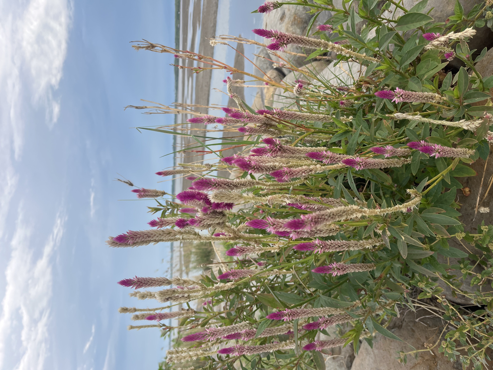 The image depicts a patch of Celosia argentea flowers, commonly known as plumed cockscomb, growing on what appears to be a rocky shore. The flowers are characterized by their distinctive plume-like shape, with a vibrant magenta color at the tips gradually fading into a pale, beige hue towards the base. The plants are interspersed with green foliage, adding a contrasting texture to the scene. In the background, a body of water is visible under a partly cloudy sky, providing a sense of depth and location. Given the location of Lhokseumawe, Indonesia, it is plausible that this is a coastal region with such flora and fauna. No people, subjects, actions, or interactions are evident in the image.