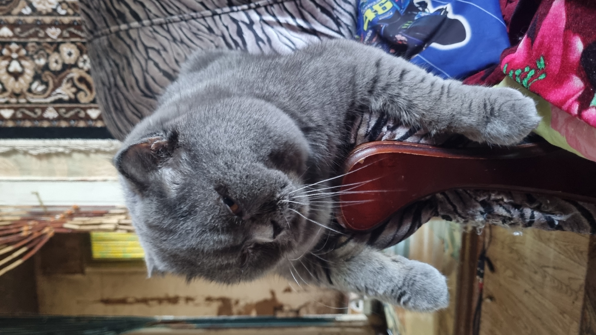A fluffy, grey cat with large, round features is perched precariously on the back of a wooden chair. The cat is looking down with a slightly grumpy expression. Its paws are visible, one resting on the chair's upholstery, the other hanging over the side. The chair itself appears worn, with the fabric damaged in places, revealing the stuffing. Behind the cat, a patterned rug hangs on the wall, and a doorway with curtains is visible in the background. The overall setting suggests an indoor environment, possibly a room in a residential dwelling in Vysokoe, Russia. The lighting is dim, casting shadows and highlighting the textures of the cat's fur and the surrounding objects.