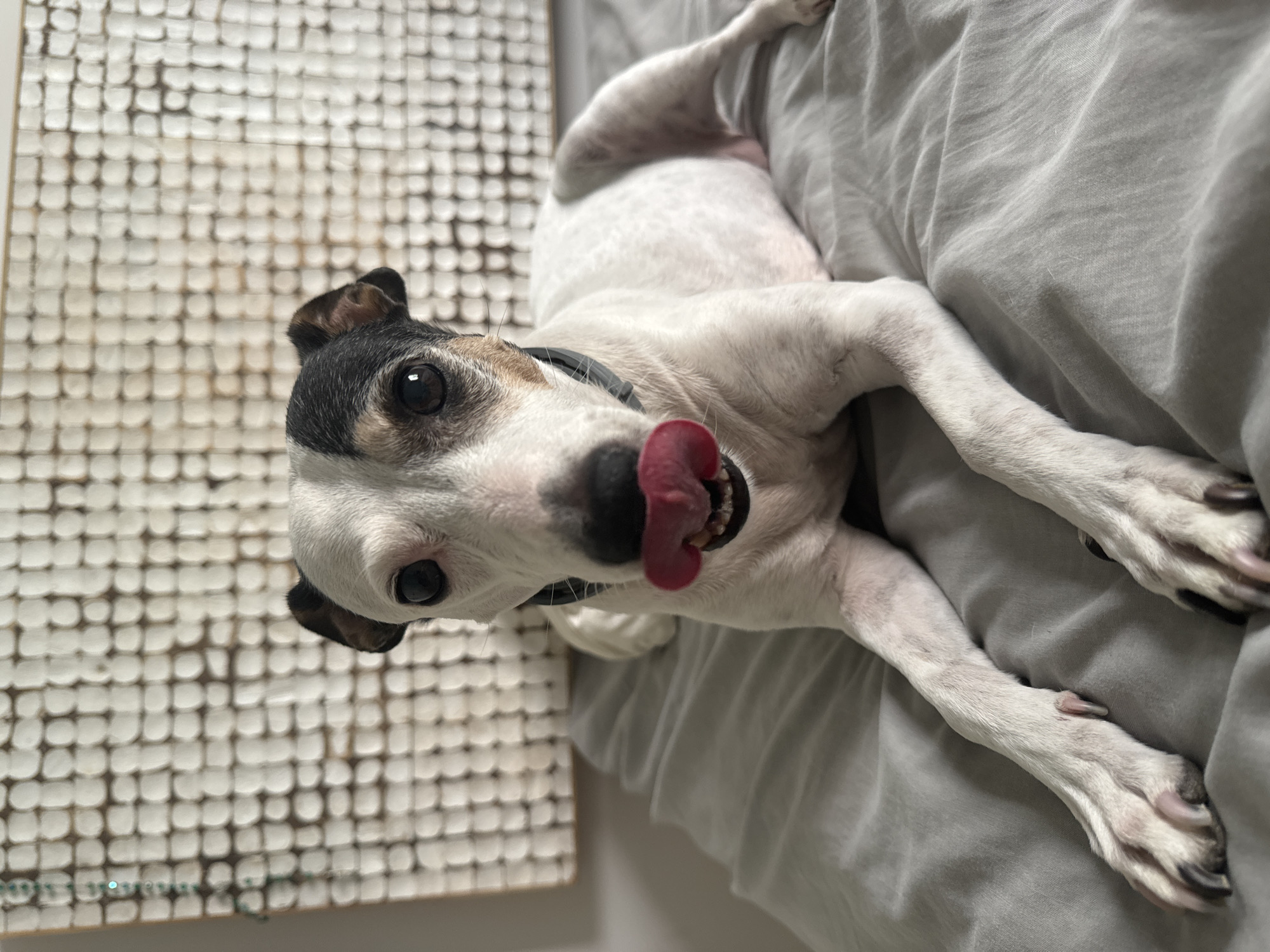 A white dog with black and tan markings on its head is lying on a gray bed. The dog's tongue is sticking out, and its mouth is open, showing its teeth. The dog is wearing a dark collar. In the background, there is a textured white wall hanging. The scene appears to be indoors, possibly a bedroom. The image does not provide any information or context that could link it to Murcia, Spain.