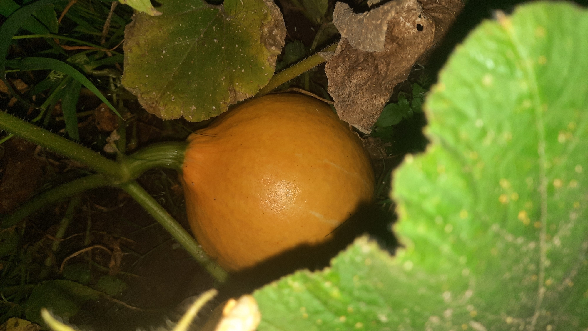 A close-up, eye-level shot showcases a small, ripe orange pumpkin growing on a vine in the soil. The pumpkin is partially obscured by large, green leaves and some dried brown leaves. The stem connecting the pumpkin to the vine is visible and appears sturdy. The background consists of dark soil and some blades of grass. The lighting suggests it may be late evening or early morning. The scene is likely from a garden or field.