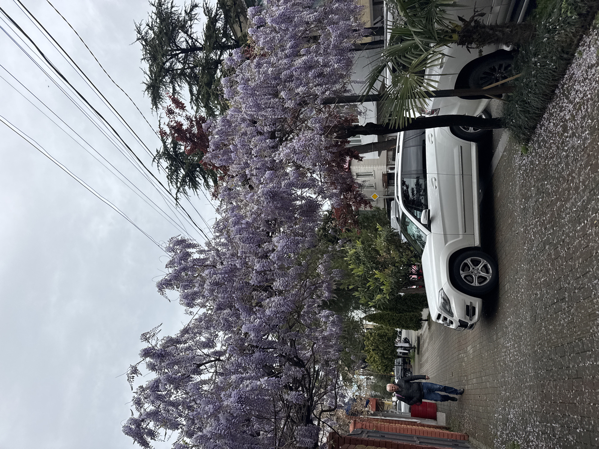 This image depicts a vibrant street scene on an overcast day, dominated by a large, profusely blooming wisteria tree. The tree, laden with cascades of purple flowers, extends across the left and central parts of the frame, creating a striking visual focal point. Its fallen petals are scattered across the brick-paved sidewalk and roadway below.
Several vehicles are parked along the street on the right, including at least two white SUVs. Palm trees and various evergreen shrubs and trees are interspersed between the parked cars and alongside buildings, suggesting a temperate climate. Overhead, multiple power lines stretch diagonally across the light gray, cloudy sky.
In the lower right section of the image, an older man with white hair, dressed in a dark jacket and blue jeans, is walking along the brick sidewalk. He appears to be casually strolling, passing by a red barrel or container near the foreground. In the background, residential or commercial buildings are partially visible through the foliage. The scene captures a peaceful moment on a tree-lined street, likely during springtime given the abundant blooms and fallen petals. No discernible text is visible in the image.