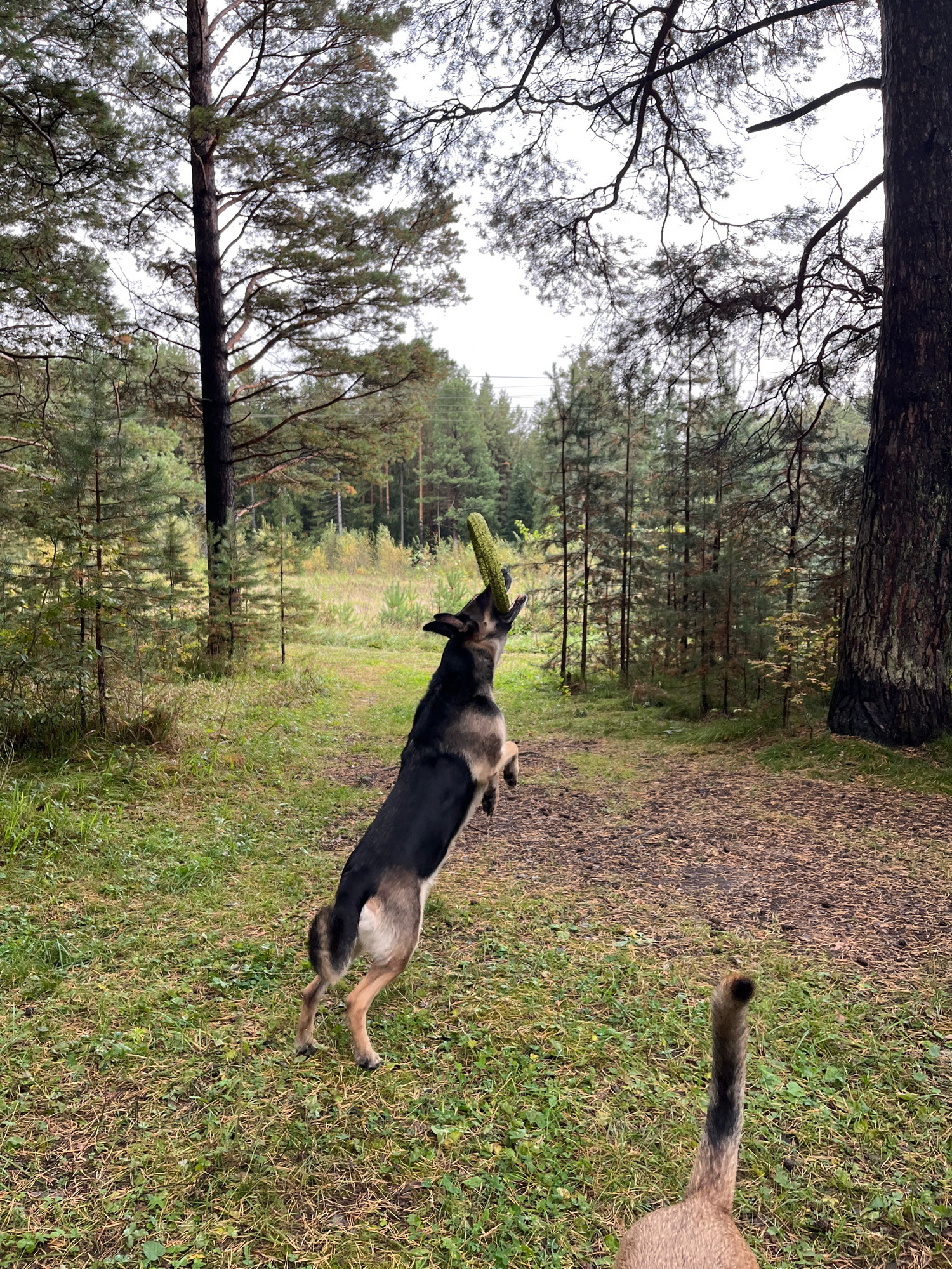 A German Shepherd dog is captured mid-air in a forest clearing, leaping to catch a green, textured toy. The dog's body is arched, with its hind legs extended and its front paws reaching upwards. The dog's mouth is open, aiming for the toy. In the foreground, another animal's tail, possibly belonging to a domestic cat, is visible. The environment is a forest with tall pine trees and an overcast sky, suggesting a cool, possibly damp day. The ground is covered with grass and a dirt path. The scene is likely located in a park or a forested area within the city of Nizhny Tagil, Russia.