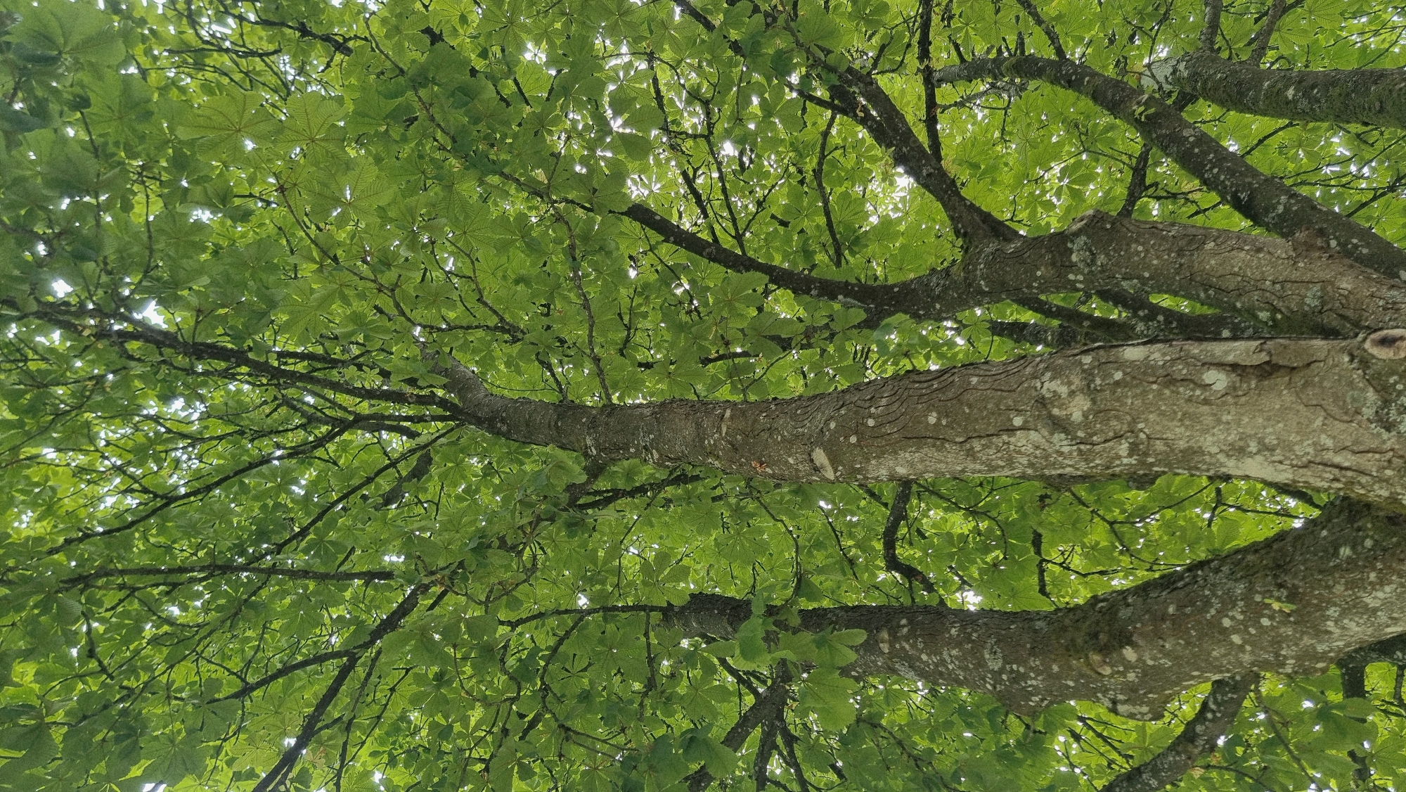 This is a low-angle, vertical-format photograph of a large tree canopy. The tree has a thick, textured trunk that branches out into numerous limbs covered in lush, green leaves. The leaves are palmate, meaning they have several leaflets radiating from a single point, and appear to be from a chestnut or horse chestnut tree. The light filters through the leaves, creating a dappled effect and a bright sky is visible through the canopy. The bark of the trunk is rough and grayish, with patches of lichen. The scene appears to be in a natural outdoor setting, consistent with a park or a forested area within Heidenheim an der Brenz, Germany. There are no people or other discernible objects in the frame.