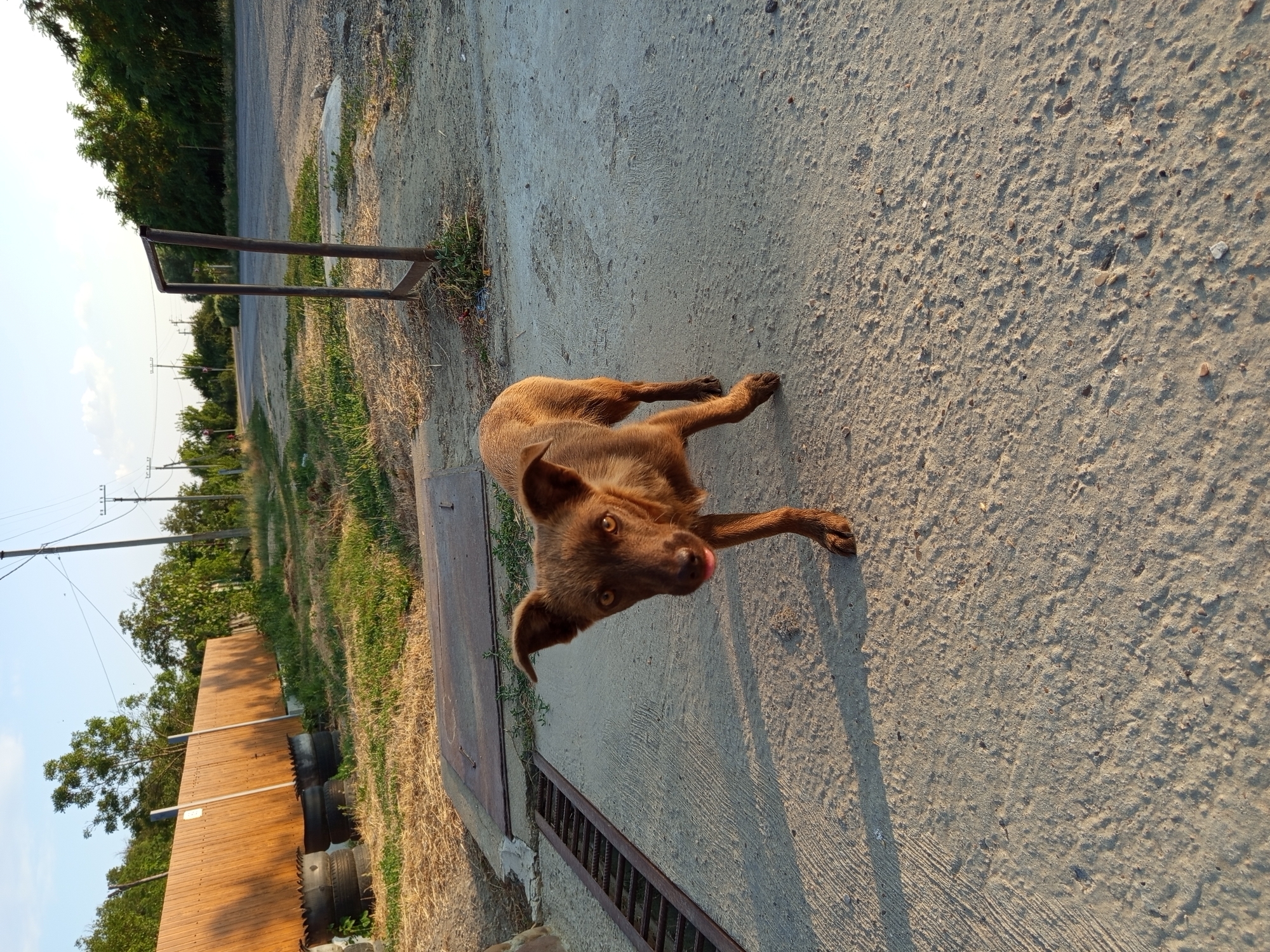 A thin, brown, short-haired dog with pointed ears and amber eyes stands on a concrete surface outdoors, facing the camera with its tongue slightly out. The dog appears to be in a rural or semi-rural setting, with a road and vegetation visible in the background. A wooden fence, made of corrugated metal, is to the left, with stacks of old tires at its base. To the right of the dog is a metal frame structure, possibly part of a fence or gate. The ground is a mix of concrete and dirt, with patches of dry grass and weeds. Electrical poles and lines are visible in the distance, suggesting it is near a populated area. The lighting indicates it is late afternoon or early evening, with long shadows cast by the dog and other objects.