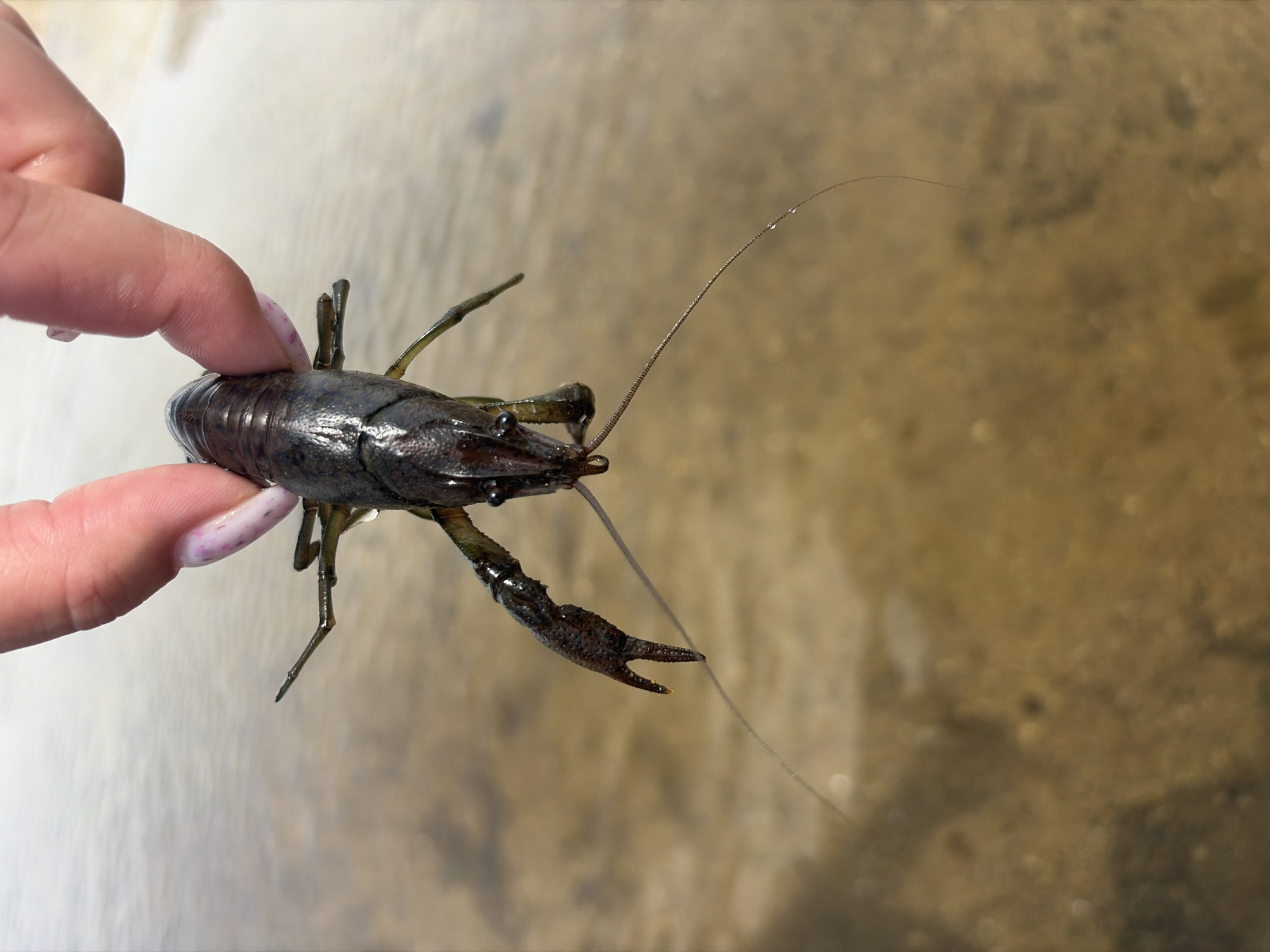 A close-up, high-angle photograph captures a human hand holding a live crayfish above a body of water in Unknown, Unknown. The hand, exhibiting light skin tone and nails painted with a light, speckled purple polish, grips the crayfish's carapace between the thumb and index finger. The crayfish, dark brown to greenish-black, hangs vertically, head downwards. Its features include prominent, textured claws, small dark eyes on stalks, and two exceptionally long, thin antennae extending into the lower frame, with visible water droplets adhering to them. The background consists of a blurred, light brown and tan body of shallow water, indicative of a sandy or muddy bottom. The scene is illuminated by bright, natural light.