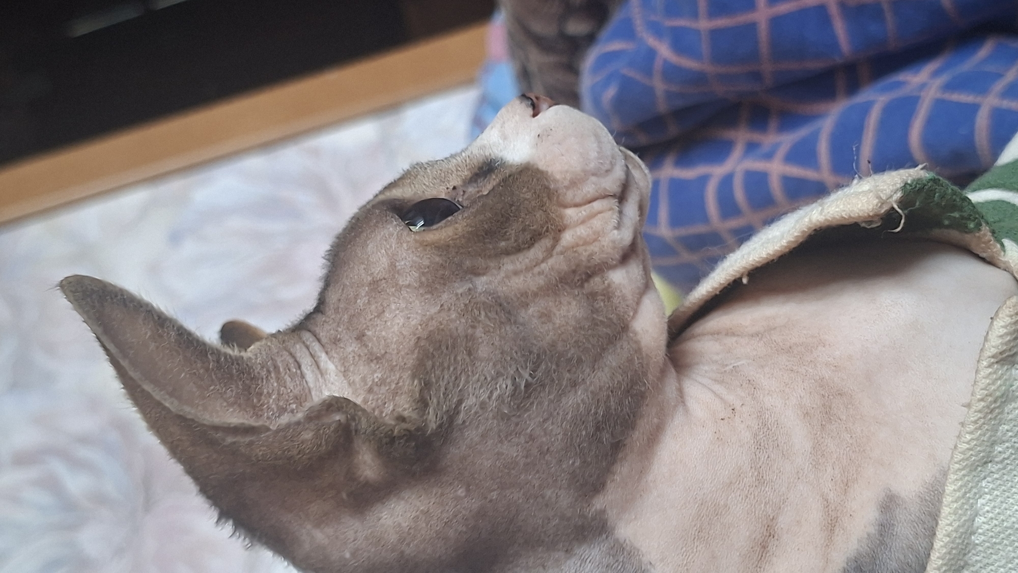 A Sphynx cat is depicted in profile, facing right. Its skin displays a mottled pattern of various shades of grey-brown and pinkish-beige, characterized by distinct wrinkles, particularly around the muzzle, eyes, and neck. Sparse, fine hair is visible on the edges of its large, pointed ears and on parts of its face. The cat has dark, reflective eyes and a relatively hairless muzzle with a small pink nose and a white patch. Small dark specks, likely dirt or debris, are present on the skin near the right eye, on the muzzle, and on the lower neck/chest area.
The lower portion of the cat's body is covered by a light-colored, possibly off-white or beige, ribbed fabric, which appears to be a blanket or garment. A strip of green trim is visible along the edge of this fabric.
The background consists of: a light-colored surface with a subtle, indistinct pattern on the upper left; a vertical, dark brown or wooden element on the upper right; and a blue fabric with a reddish-brown geometric grid pattern on the lower right. A blurred, grey-striped paw, likely belonging to another feline, is partially visible on the blue fabric in the lower right corner.
The scene is located in Забалоцкі сельскі Савет, Belarus.