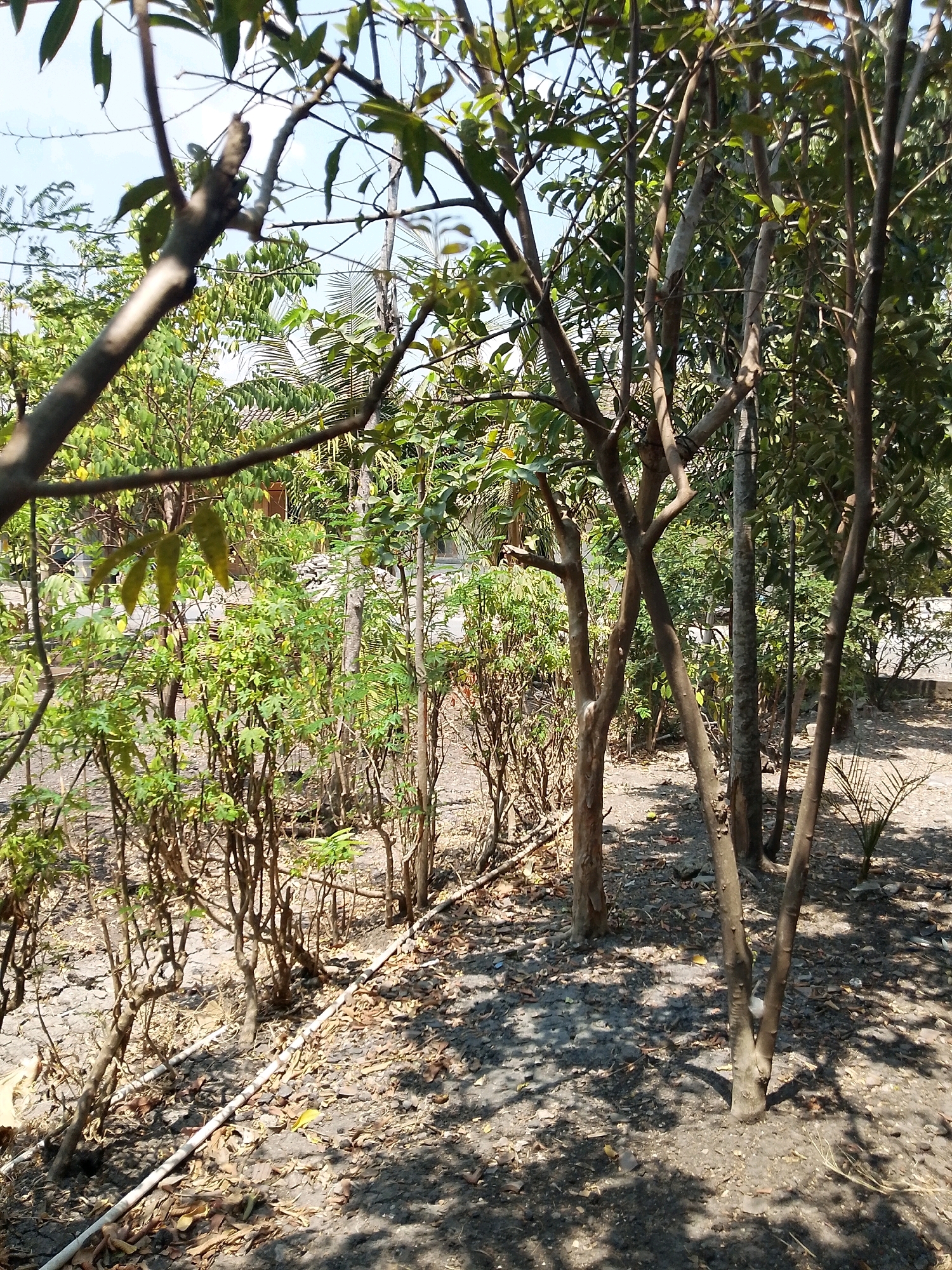 The image shows a close-up view of a garden or yard with several trees and dense foliage. In the foreground, a white hose or pipe runs diagonally across the dusty, leaf-strewn ground, passing by the bases of thin tree trunks. The trees have brown, rough bark and some have multiple stems branching out. Their leaves are green, and some are in clusters. Sunlight filters through the branches, casting dappled shadows on the ground. In the background, there are more trees and what appears to be a building or structure partially obscured by vegetation. The sky is visible at the top of the image, indicating an outdoor setting. The scene is likely located in a tropical or subtropical climate, given the lushness of the vegetation. The presence of the hose suggests it is a maintained outdoor space, possibly a residential garden or a small plot of land.