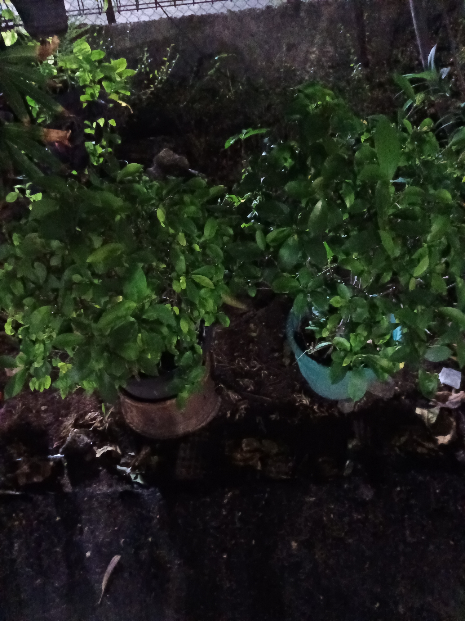 The image shows two potted plants in what appears to be an outdoor area. The plants are lush and green, with dense foliage. One plant is in a dark brown pot, and the other is in a teal-colored pot. The ground around the plants is covered in dark soil and some scattered leaves and debris. In the background, there is a fence and a wall, with some vegetation growing along the wall. The lighting suggests it is either nighttime or very early morning, with artificial light illuminating the scene. There are no people or animals visible in the image. The location is described as the city of North Jakarta, Indonesia.