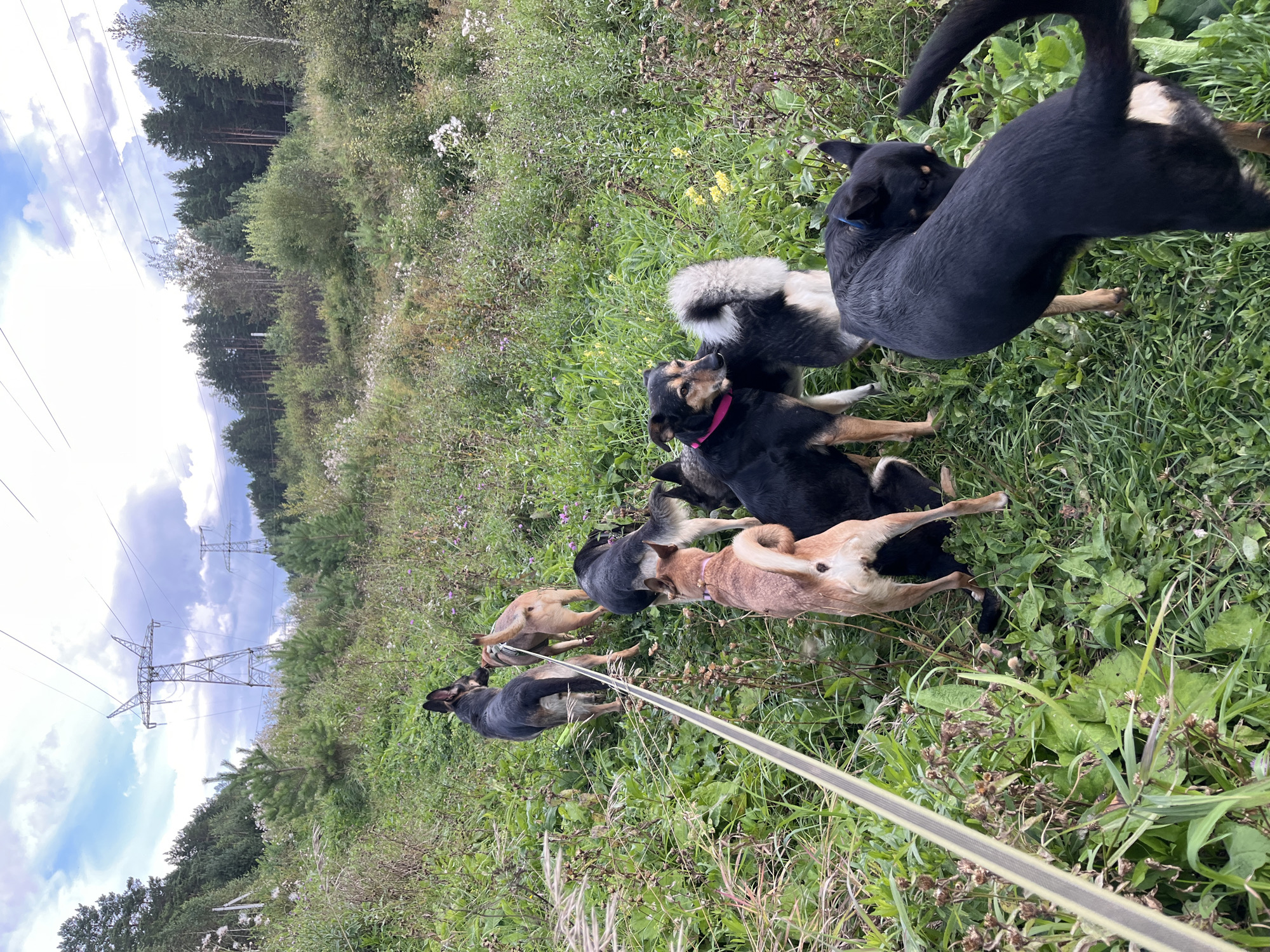 A pack of eight dogs of various breeds and colors are walking in a grassy, overgrown field with trees in the background and power lines overhead. The dogs are on a leash that extends from the bottom left of the frame. The environment appears to be a rural or semi-rural area with a natural landscape. The sky is cloudy. The location is not specified as Nizhny Tagil, Russia.
