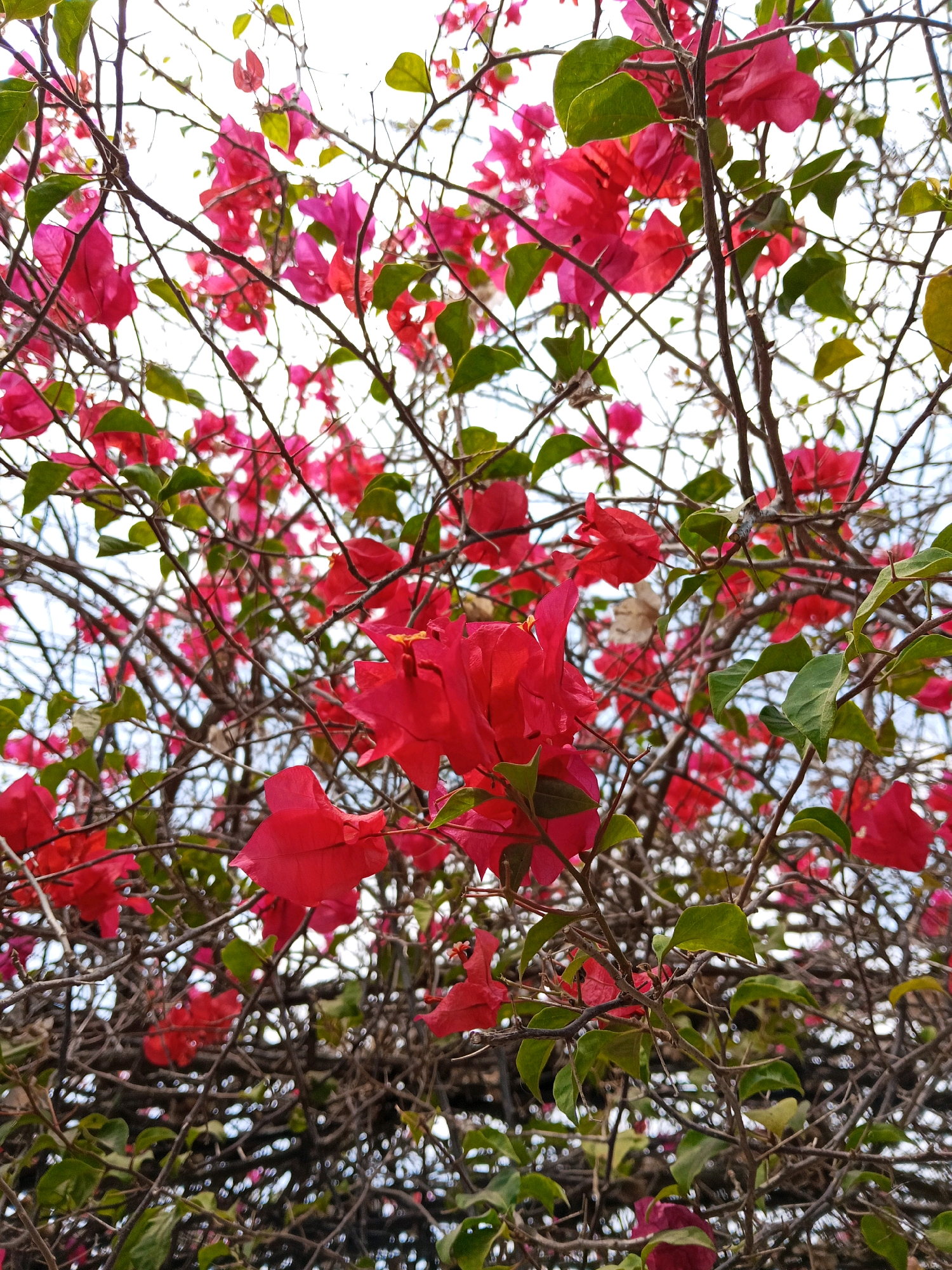 An upward angled shot captures a dense thicket of vibrant pink and red bougainvillea flowers against a bright, overcast sky. The image showcases numerous clusters of the colorful bracts, interspersed with dark, thorny branches and a few green leaves. The blossoms are in various stages of bloom, some fully open and others still forming. The tangled branches create a complex pattern, obscuring a clear view of the background sky. The scene is indicative of a garden or natural overgrowth, possibly in a public or private space within Blitar, Indonesia, given the context. No people or animals are visible, and there are no apparent actions or interactions depicted. The lighting is diffuse, suggesting an overcast day.