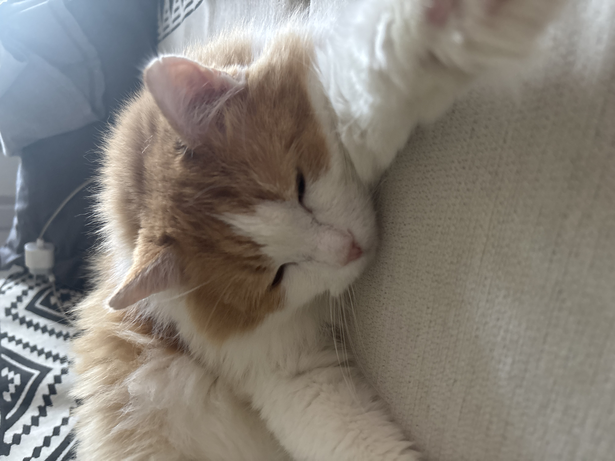 An orange and white fluffy cat is sleeping or resting indoors, positioned on a light-colored, textured surface, likely a sofa or armchair. The cat's eyes are closed, indicating a state of deep relaxation and comfort. Its fur is predominantly white on the chest, face, and lower body, with warm orange patches covering its head, ears, and parts of its back. One front paw is gently extended upwards.
The immediate surroundings include the light beige, woven fabric of the furniture. In the background on the left, a black and white patterned fabric with a distinct geometric design is visible, possibly a decorative pillow or blanket. Other elements in the background are out of focus, suggesting an indoor domestic setting. The scene is brightly lit, consistent with daytime conditions, with soft highlights on the cat's fur. The atmosphere conveyed is one of peace and tranquility. No text is visible in the image. This scene takes place in an indoor environment, located in Zheleznogorsk, Russia.