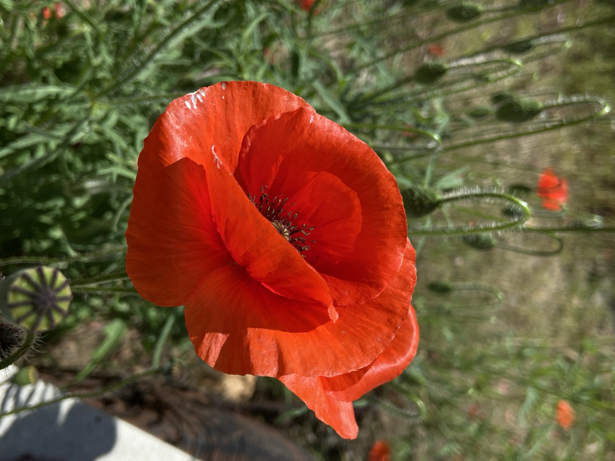 A close-up, slightly overhead shot captures a vibrant red poppy flower in full bloom, angled towards the upper right. The flower dominates the center of the frame, showcasing rich red, delicate petals with visible veins and a few light-colored specks on their edges. The dark center of the poppy, with its intricate stamens and stigma, is clearly visible, providing a strong contrast to the bright petals.
The background consists of blurred green foliage, featuring numerous slender stems and several unfurling poppy buds, some still hairy and curled. These elements suggest an outdoor, natural setting like a garden or field. To the far left, a distinct, immature poppy seed head with radial patterns is visible. The lighting is bright and natural, indicating daytime, with sunlight creating highlights on the petals and casting subtle shadows within the flower's folds, enhancing its texture. A small portion of a light-colored surface or object is visible in the bottom left foreground. There is no discernible activity or text in the image.