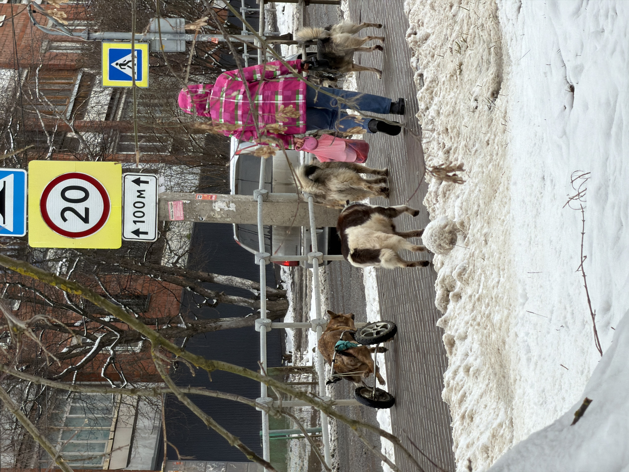 A medium, eye-level shot of a sidewalk scene in the city of Izhevsk, Russia, focuses on a person in a pink plaid jacket walking alongside five dogs. One dog is in a wheelchair, and the others are walking freely. The road is alongside the sidewalk with some passing cars visible. Street signs for pedestrians and speed limits are visible. The environment includes patches of snow and bare trees, indicative of winter.