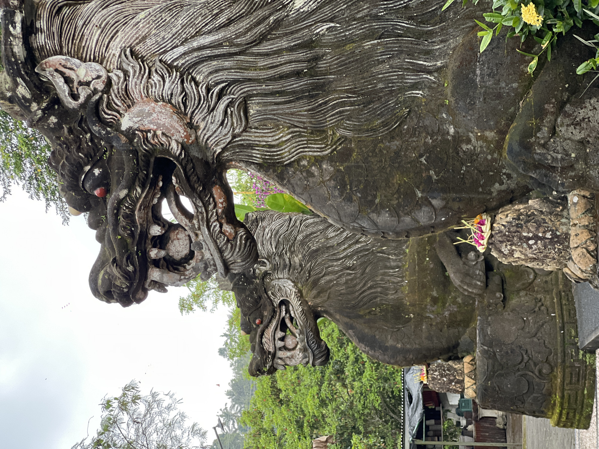 The image displays two intricately carved stone statues, likely guardian figures or mythical creatures, in what appears to be an outdoor setting in Pupuan, Indonesia. The statues are dark gray, showing signs of age with moss and lichen growth, and feature prominent, fierce expressions with large open mouths revealing teeth. Their eyes are highlighted with red accents. They possess flowing, stylized manes or hair carved with wavy patterns.
The statues are positioned frontally, looking outward, suggesting an entrance or sacred boundary. Small Balinese offerings, known as canang sari, made of woven palm leaves and colorful flowers (pink, purple, yellow), are visible on and near the statues, indicating ongoing cultural or religious practices.
The background consists of lush green foliage and trees, characteristic of a tropical environment. The sky is overcast or cloudy, providing soft, diffused lighting. In the distance, a glimpse of what might be a temporary structure covered with a tarp and some utility lines can be seen. No human figures or discernible activities are captured, and there is no visible text in the image. The scene evokes a sense of cultural heritage and spiritual devotion.