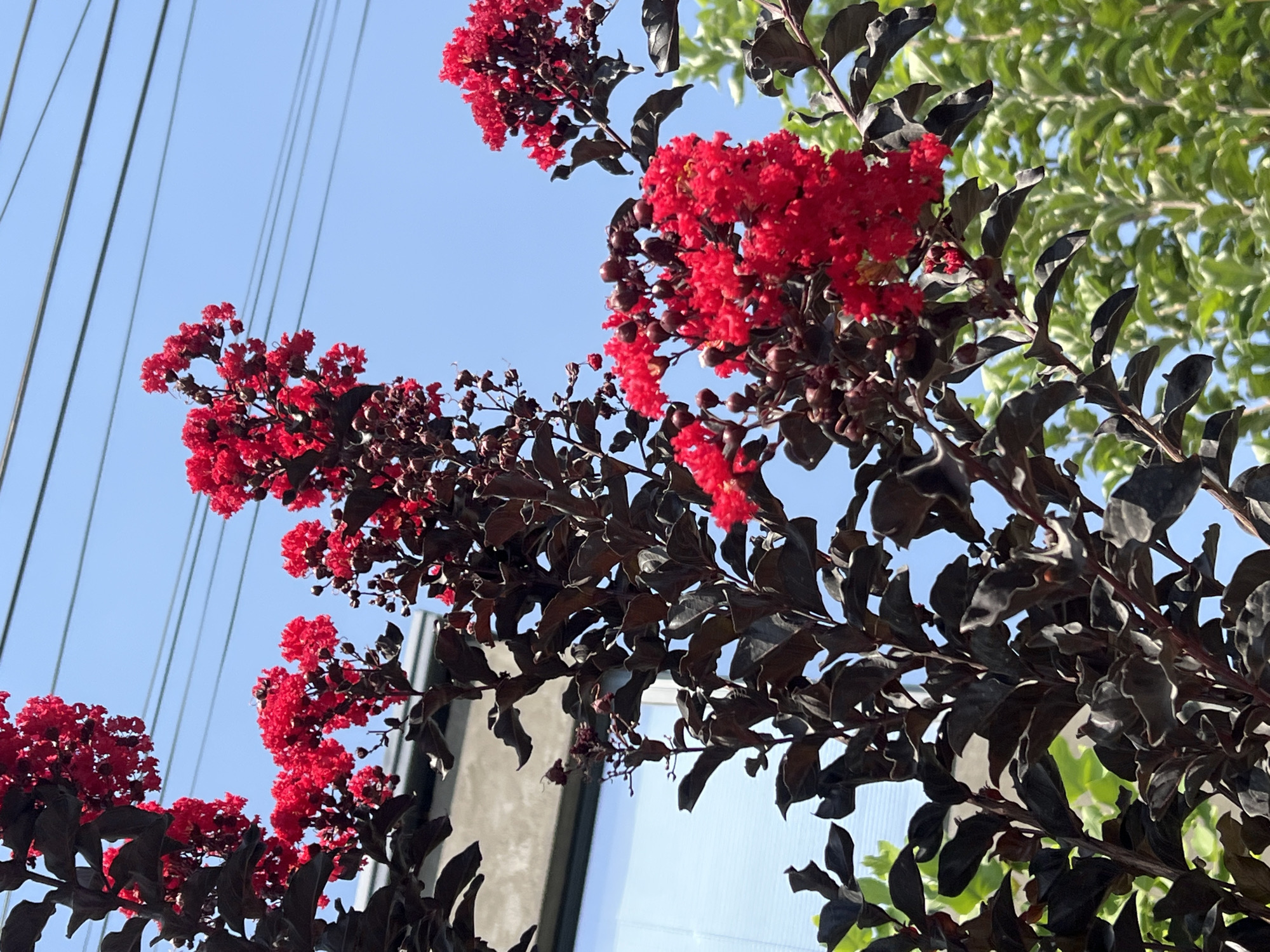 The image shows a close-up of a flowering plant with dark leaves and bright red flowers, set against a clear blue sky with power lines running horizontally across the top. The plant is in focus, with the flowers and leaves clearly visible. In the background, a building with a reflective surface is partially visible, and green foliage can be seen at the bottom right of the frame. The overall scene is bright and appears to be taken outdoors during the day. The image does not contain any people or specific landmarks that would indicate a precise location within a city.