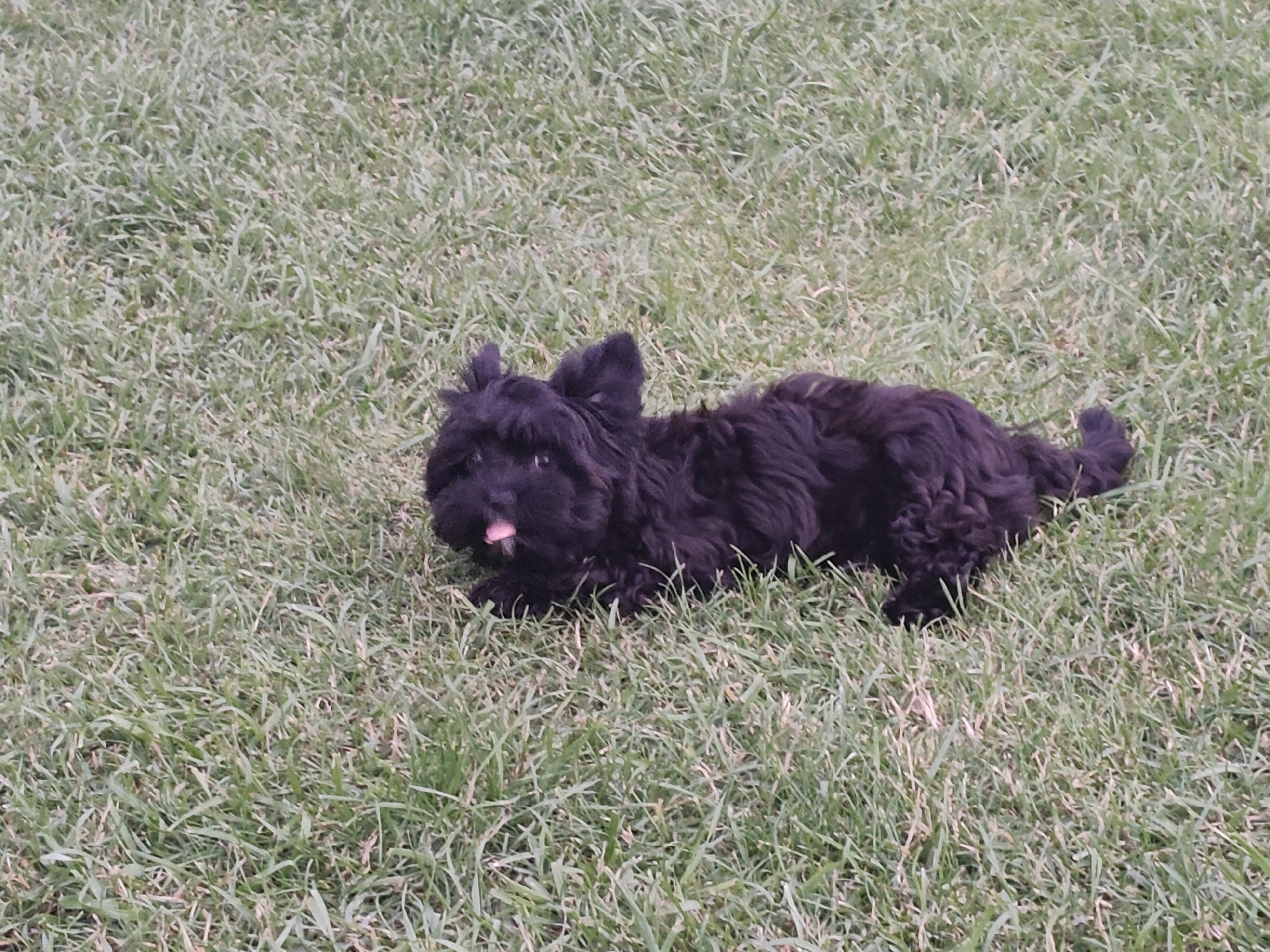 A small, black, shaggy dog with its tongue sticking out lies on a patch of green grass. The dog is in the center-left of the frame, facing right. The grass is dry and sparse in some areas. There are no people or other objects visible in the scene. The image appears to be a casual photograph taken outdoors. There is no information about Podstepki, Russia in this image.