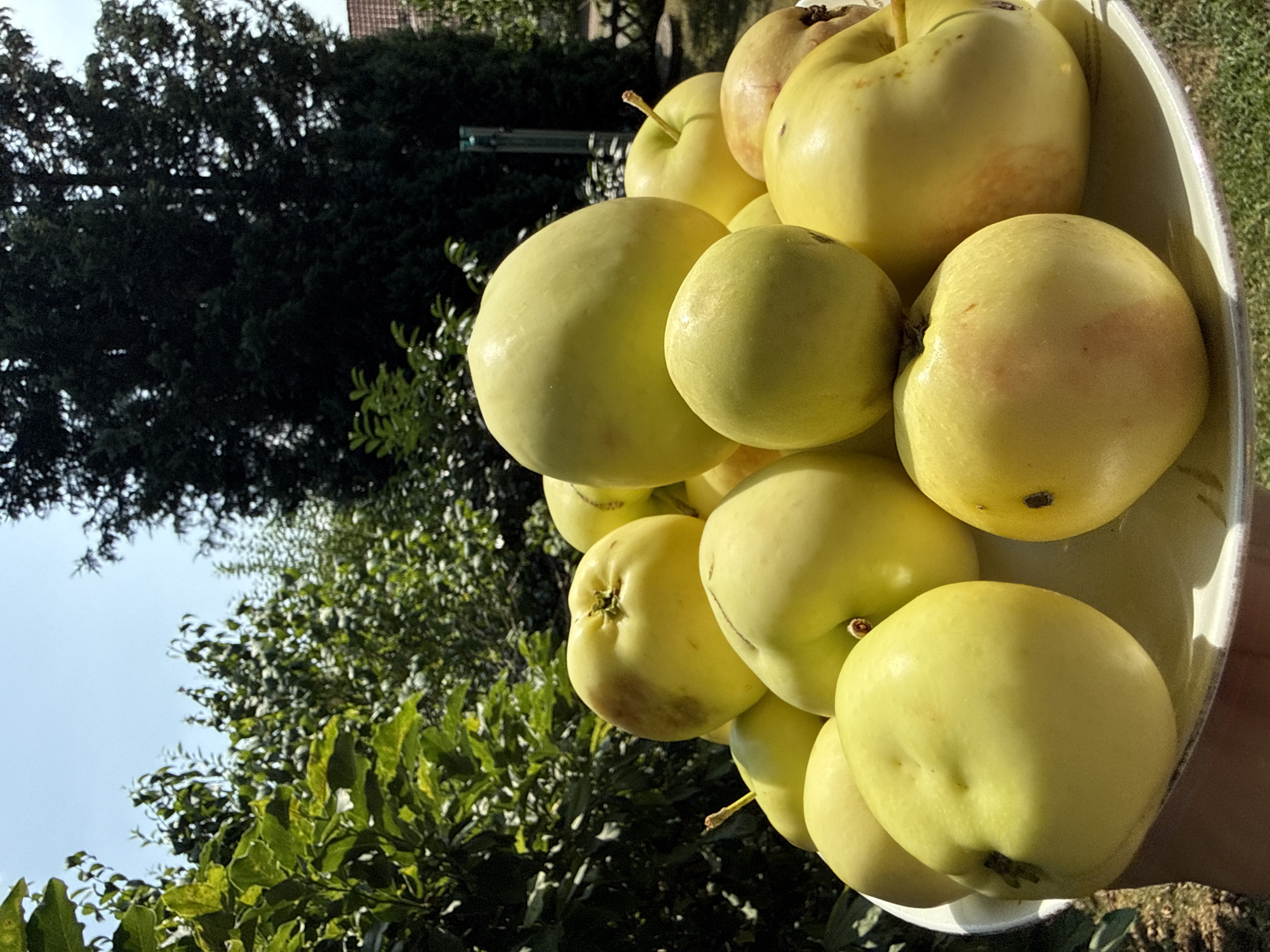A close-up, eye-level shot shows a white plate piled high with yellow apples. The apples are round and have smooth skin, with some showing faint reddish blush marks. They are bathed in bright sunlight, casting subtle shadows on the plate and on each other. In the background, lush green foliage from trees and bushes creates a natural, outdoor setting. The sky above is a clear, bright blue, suggesting a sunny day. The scene appears to be in a garden, possibly in the town of Bad Sachsa, Germany, given the presence of mature trees and a hint of a tiled roof visible in the far right background. The focus is on the abundance of fresh fruit, showcasing a harvest from an orchard or garden.