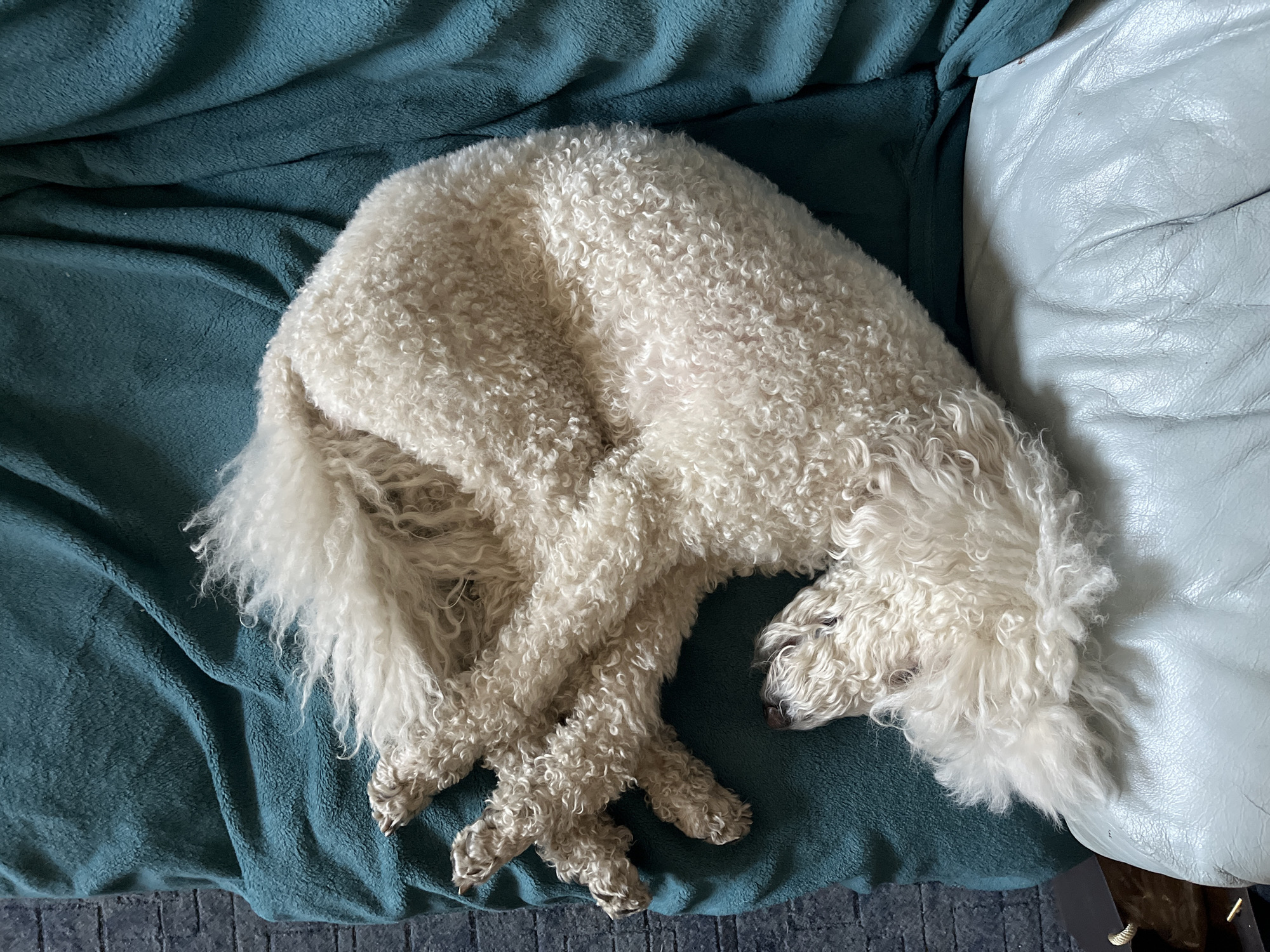 The scene depicts an indoor environment located in the city of Krasnoyarsk, Russia. A single subject, an off-white, curly-haired canid, identified as a dog of the poodle or doodle type, is observed in a supine, curled sleeping posture. The dog's body forms a tight C-shape, with its head positioned close to its hindquarters. Its fur exhibits dense, uniform curls. The extremities, specifically a forepaw, are partially visible, showing light-colored claws. The dog rests on a teal-colored fleece blanket, which is draped over a light grey or off-white, textured surface, consistent with upholstered furniture, possibly leather. To the immediate left of the blanket, a section of a dark grey, subtly patterned floor covering, resembling a rug or carpet, is visible. The lighting is even, suggesting an ambient indoor light source. No other subjects or significant objects are discernible in the frame.