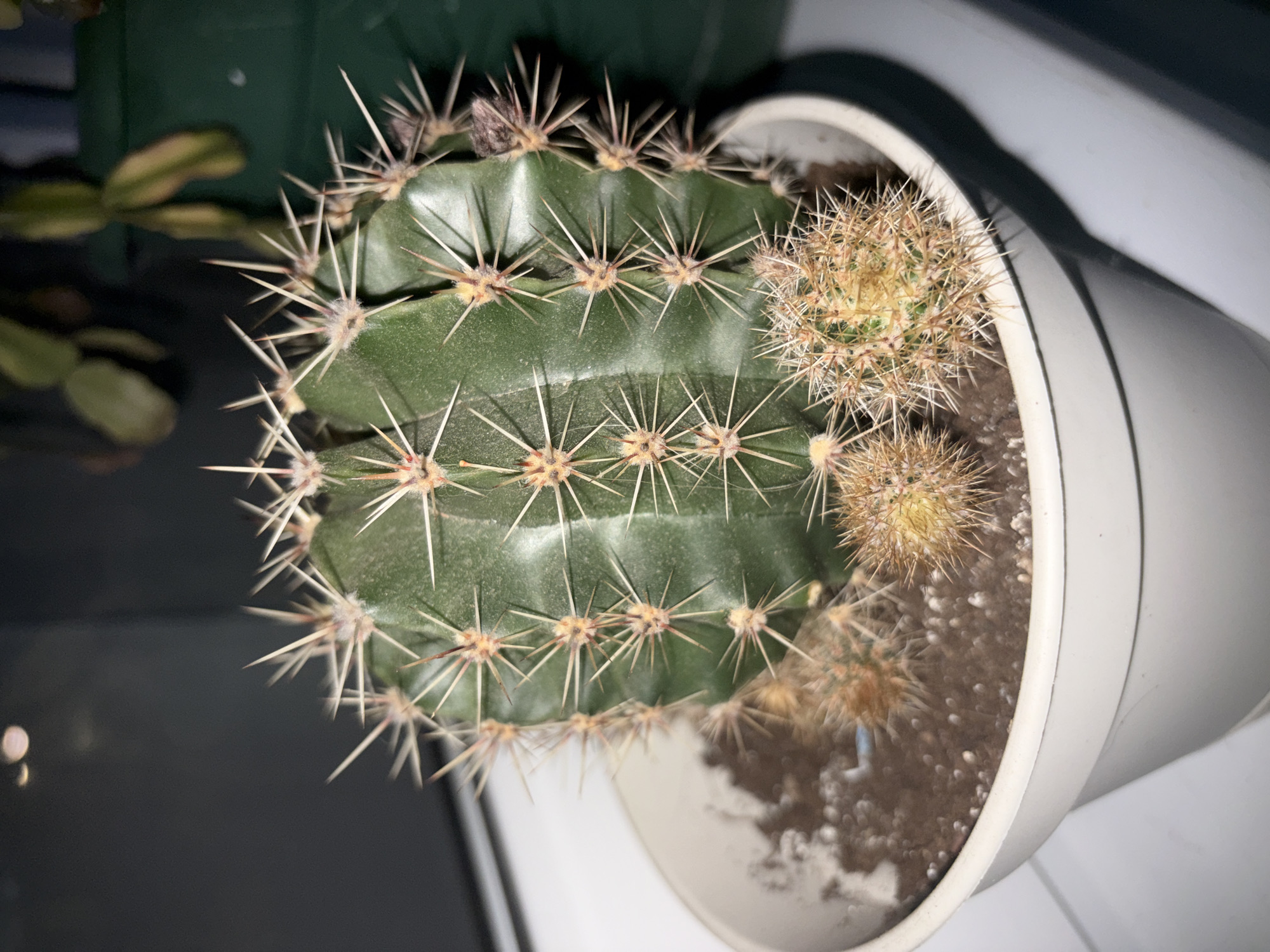 The image displays a green columnar cactus potted in a white cylindrical plastic container, situated in an indoor environment within the city of Sochi, Russia. The primary cactus exhibits pronounced vertical ribs adorned with clusters of sharp, needle-like spines that are predominantly white with brownish bases. Several smaller, more densely spined cacti, characterized by their yellowish-brown hue, are visible growing at the base of the main plant within the dark brown soil, which also contains scattered white perlite particles. The white pot rests on a light-colored surface, possibly a windowsill or shelf. The background is softly blurred and dimly lit, revealing dark grey tones to the upper left and a suggestion of another green leafy plant against a dark green backdrop to the upper right. No individuals, actions, or direct interactions are depicted; the scene is a static botanical arrangement.