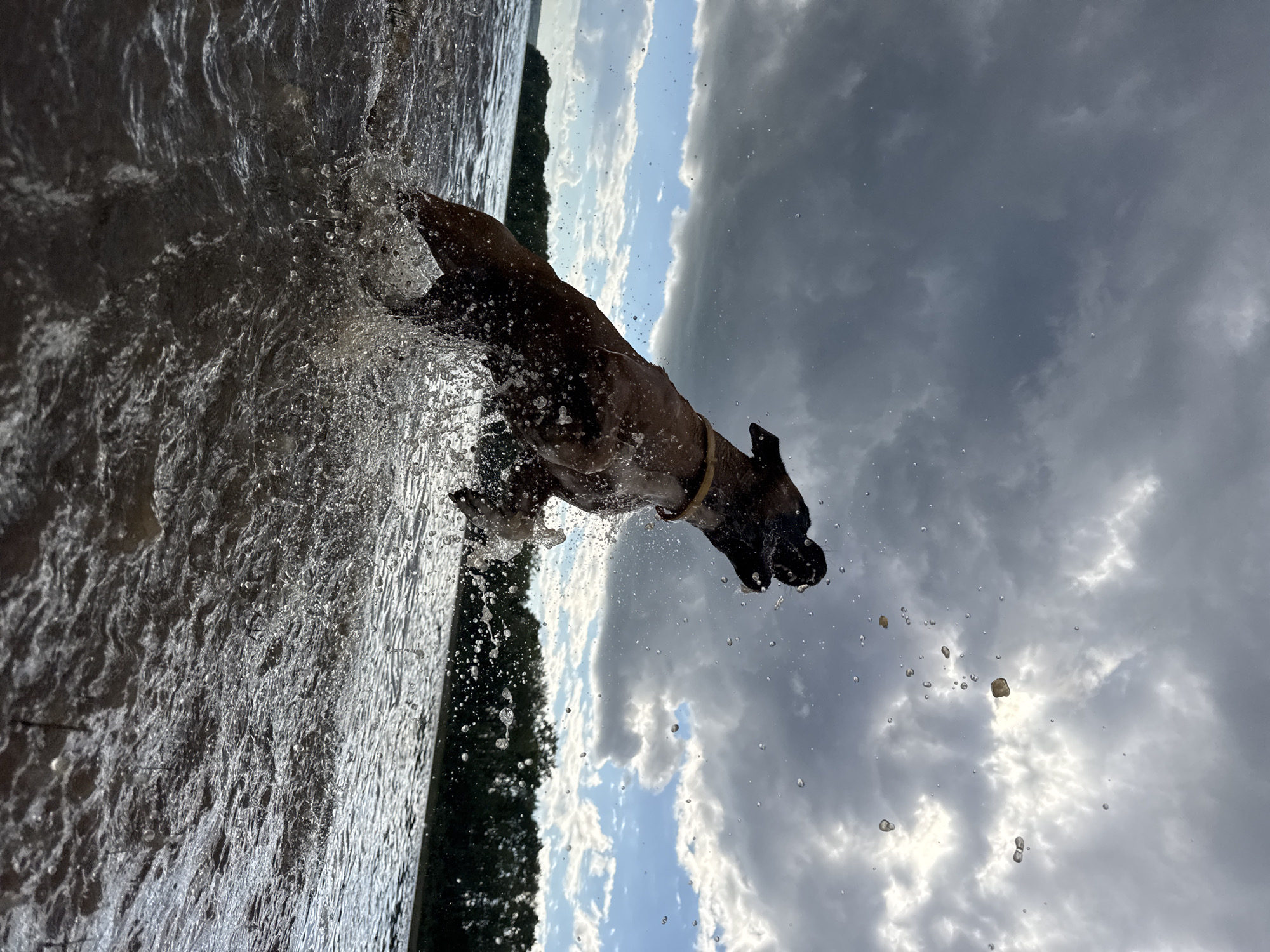 A brown dog leaps from the water, its body mid-air and water splashing around it. The dog's mouth is open, as if catching something. In the background, a dark line of trees borders the water, and a dramatic, cloudy sky hangs overhead with patches of blue showing through. The scene appears to be a natural body of water, possibly a river or lake, in the city of Chaikovsky, Russia, given the surrounding trees and body of water.