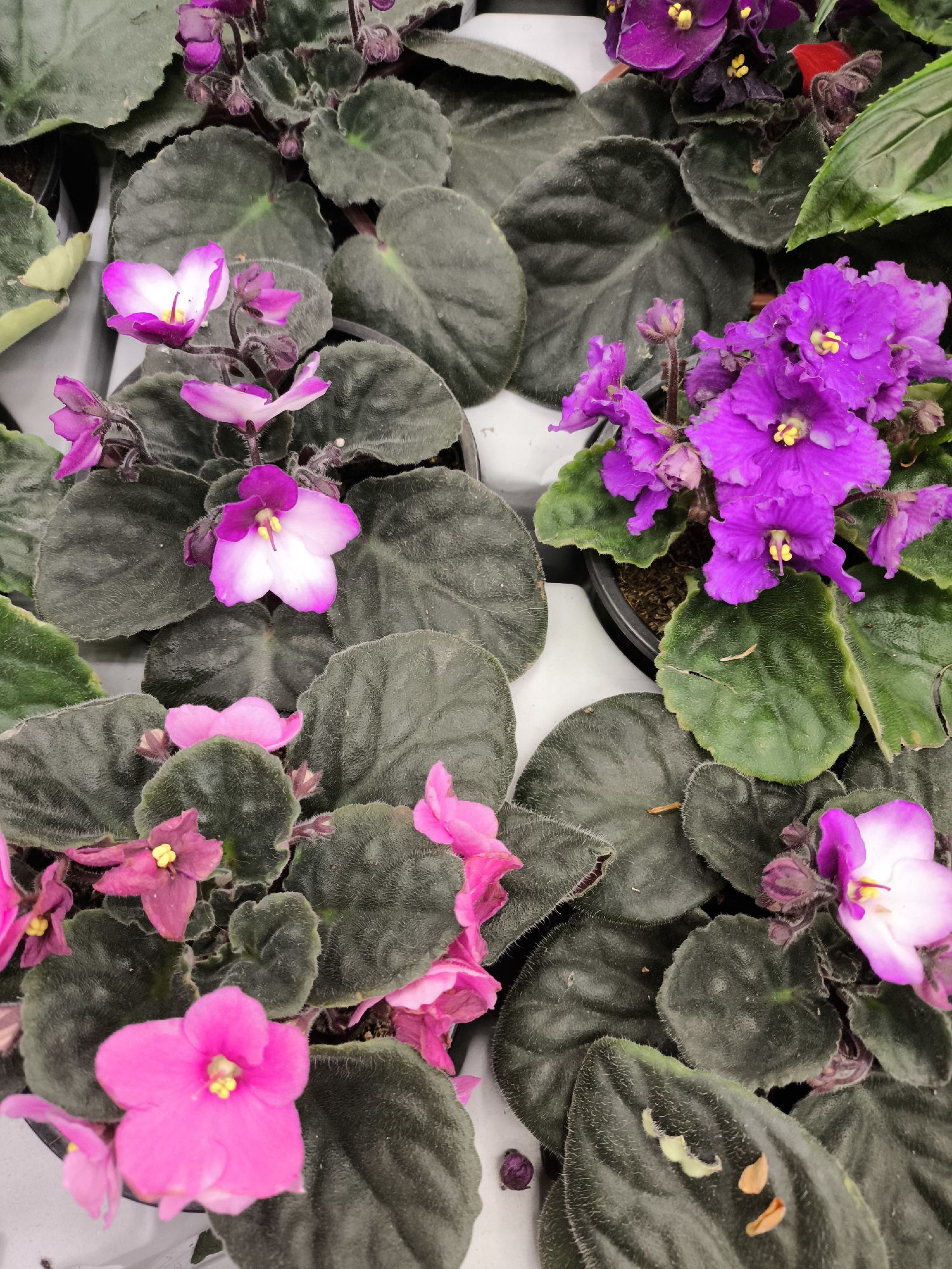 The image shows a collection of African violet plants (Saintpaulia) arranged closely together, likely displayed for sale. The flowers vary in color, including shades of pink, purple, and bi-colored blooms with white and pink. The plants have characteristic dark green, velvety leaves. The plants are potted, and the pots are set on a white surface, probably in a retail setting. There are no people visible in the frame. The specific location in Khimki, Russia, cannot be determined from the image alone.