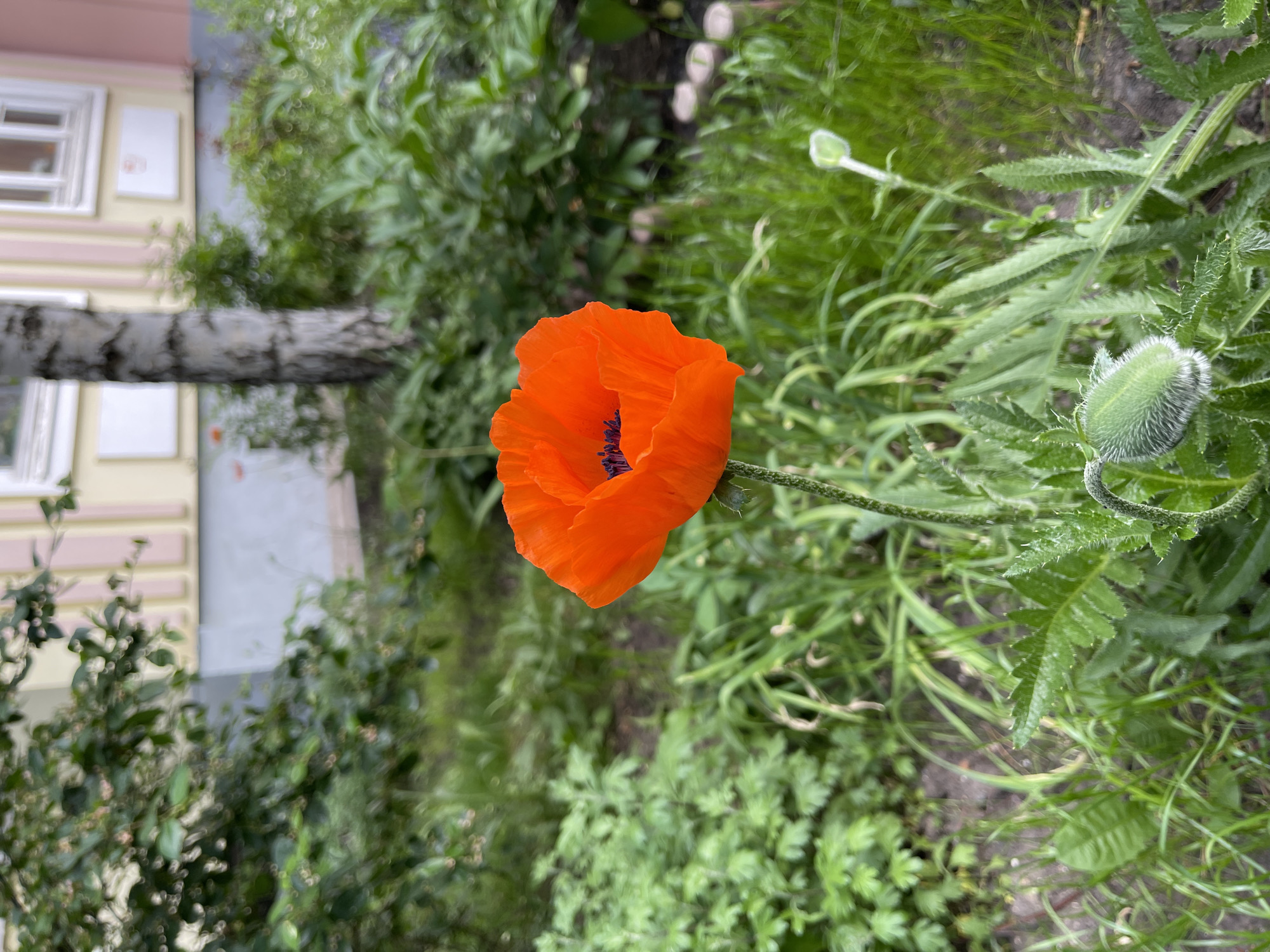 The media file presents an outdoor scene, rotated 90 degrees counter-clockwise. A vibrant orange poppy flower, fully bloomed with ruffled petals and a dark purple/black center, dominates the central part of the image. To its right, a fuzzy, green poppy bud is visible on a stem, alongside another smaller, smoother green bud further in the background.
The scene is rich with green foliage, including grass and distinctive serrated poppy leaves, filling both the foreground and background. A light-colored tree trunk, likely a birch with its characteristic white and black bark, spans horizontally across the mid-left, partially obscuring the background.
In the upper-left, behind the tree trunk, a portion of a house is visible. It features light cream or yellow walls accented with light pink or beige trim around white-framed windows and along architectural lines. The setting is a garden or yard, observed during daytime under natural light, indicating a pleasant weather condition. The healthy state of the plants suggests either spring or summer. No people or visible text are present in the image. The birch tree and house style are consistent with the given location context of Moscow, Russia.
