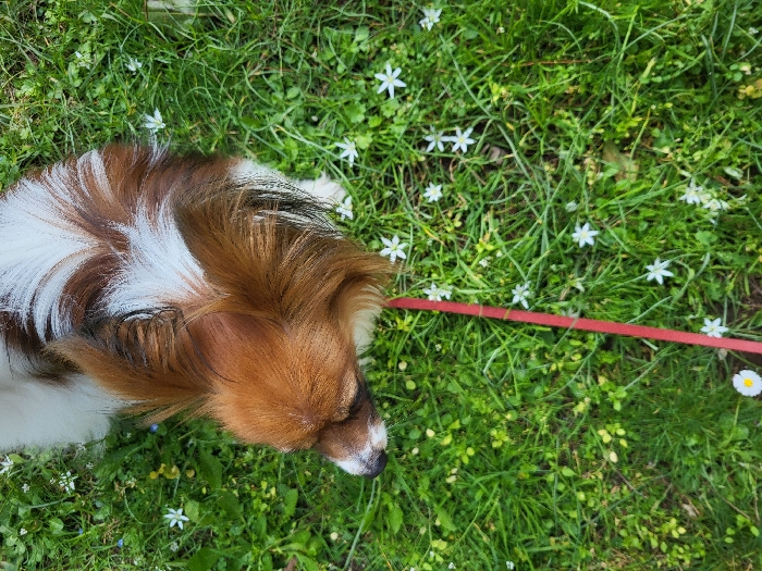 The scene is located in Budva, Montenegro, depicting a small, long-haired dog, resembling a Papillon breed, standing on a verdant grassy surface. The dog's coat is primarily white with prominent reddish-brown fur covering its head, large feathered ears, and sections of its back, featuring a distinct white patch on its dorsal area. The dog's head is lowered, and its gaze is directed downwards and slightly to the viewer's left. A thin, red leash extends from the dog's left side, traversing diagonally across the green grass towards the lower-left of the frame. The grassy ground is densely populated with numerous small, white, star-shaped flowers, and a single white daisy with a yellow center is visible in the bottom-left corner. The environment appears to be an outdoor natural setting under natural, consistent daylight illumination.