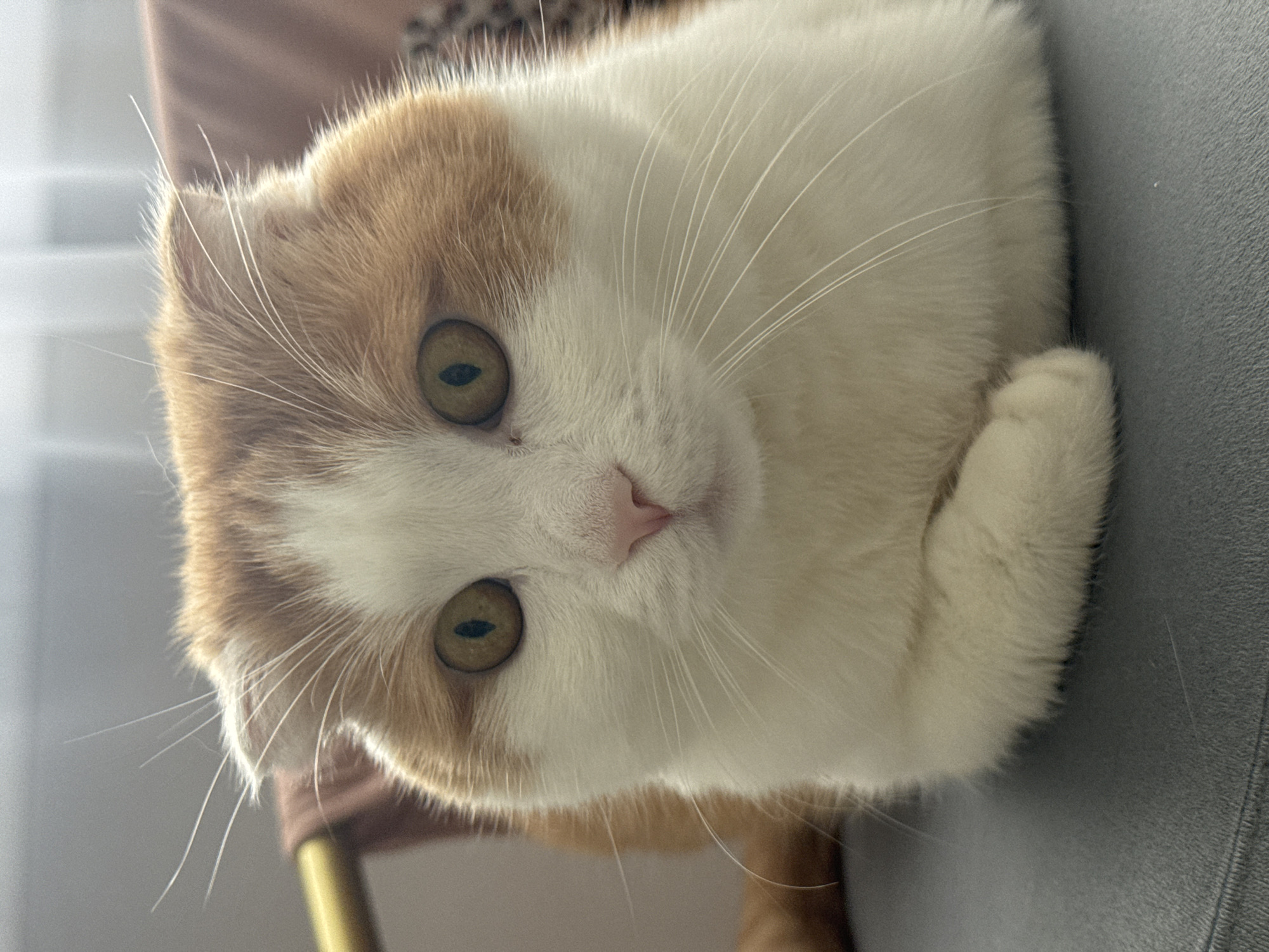 A close-up, slightly angled image features a cat with predominantly white fur and patches of ginger coloring on its head. The cat has yellow-green eyes and a pink nose. Its whiskers are long and white. The cat appears to be resting on a gray surface. The image provides no information about Saratov, Russia or any other location.