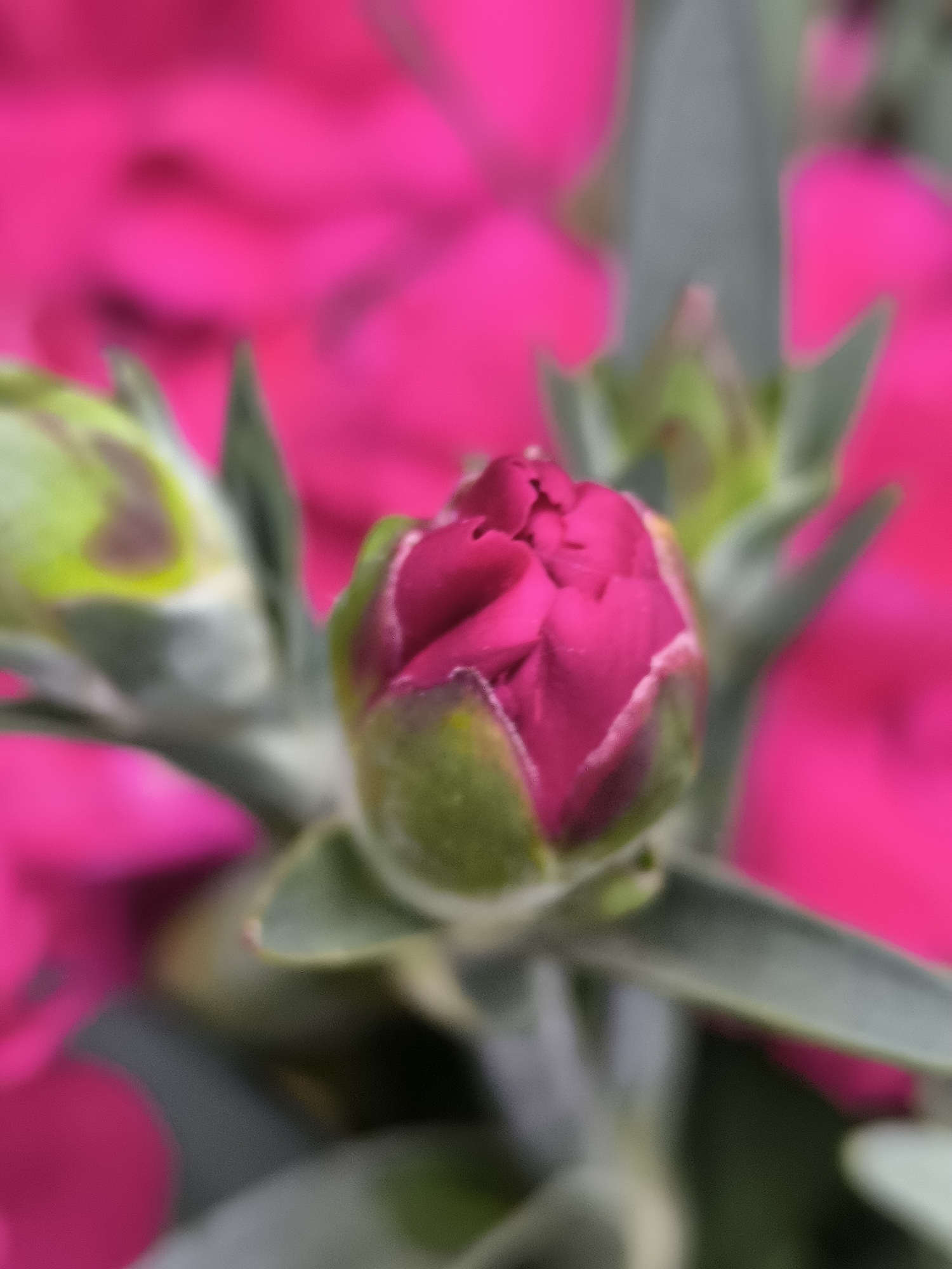 The scene is located in the city of Dercekliai, Lithuania.
The image presents a close-up, macro-level vertical shot focused on a single, unfurling flower bud of a Dianthus (carnation or pink) plant. The central bud, positioned slightly above the vertical midpoint, is in sharp focus, revealing tightly folded, vibrant fuchsia-magenta petals. The base of this bud is enclosed by a visible green calyx, which exhibits a slightly fuzzy texture.
To the left of the central bud, a second, smaller, and less developed bud, predominantly green with subtle hints of pink, is present but significantly out of focus, appearing as a blurred form. Surrounding both buds are multiple slender, grayish-green leaves and stems, which are progressively blurred, indicating a shallow depth of field.
The background is entirely out of focus, rendered as a soft bokeh of rich fuchsia-magenta hues, suggesting the presence of additional fully bloomed flowers of the same plant type, creating a vibrant color field behind the main subjects. No human subjects, animals, or man-made structures are visible. The lighting appears soft and diffuse, evenly illuminating the plant's details and enhancing the intensity of the pink and green colors. The overall environment is botanical, consistent with a garden setting or a potted plant.