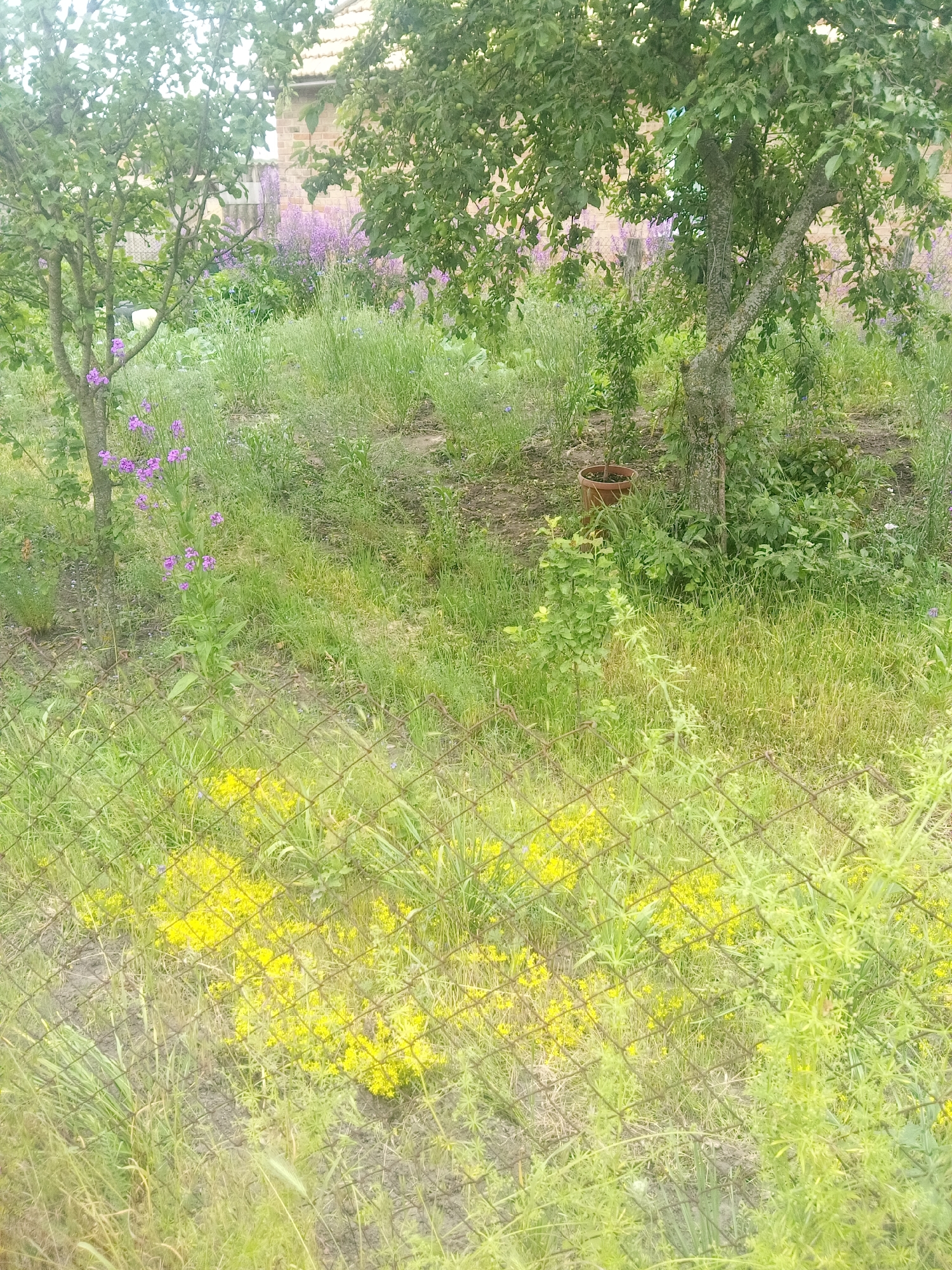 The image captures an overgrown garden or yard in Zelenyi Hai, Ukraine, viewed through a chain-link fence. The foreground features a rusty, diamond-patterned chain-link fence running horizontally, partially obscured by green vegetation. Immediately below the fence, a dense patch of small yellow flowers is present in the lower center.
In the midground, beyond the fence, two deciduous trees with full green foliage are prominent. The tree on the left has a visible trunk and branches, while the tree on the right, also with a textured trunk, displays small, unripe green fruits. A single brown terracotta pot is positioned on the ground near the base of the right tree. To the left, a tall plant with multiple vibrant purple-pink flowers stands erect amidst green grass and other foliage. Further back, dispersed patches of lavender or purple flowers are visible among the green vegetation.
The background reveals a partial view of a brick building with an orange-tiled roof, situated behind the trees and denser foliage. No individuals are present, and no specific actions or interactions are discernible. The scene is illuminated by natural daylight.