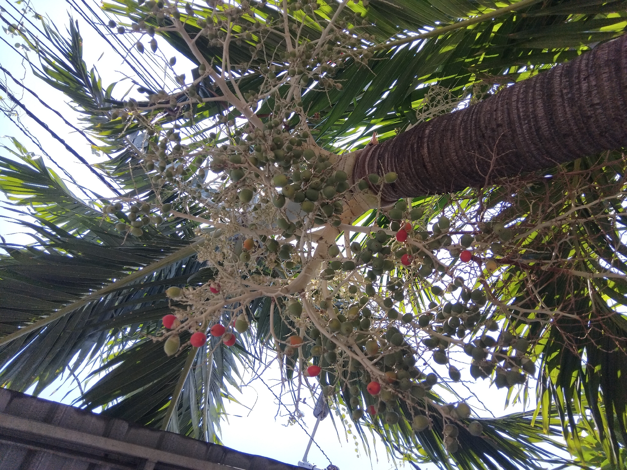 The image shows a close-up, low-angle view of a palm tree with numerous clusters of green and red palm fruits. The trunk of the palm tree is textured with dark, ridged bark. Large, dark green palm fronds are visible, partially obscuring the bright blue sky. Some electrical wires are visible crisscrossing the sky in the upper right portion of the image. The scene appears to be outdoors, likely in a tropical or subtropical climate, consistent with the vegetation. The presence of electrical wires suggests an urban or suburban setting. Without additional context, it is not possible to determine the exact location within Kepuh Kiriman, Indonesia, but the image depicts a natural element within a populated area.