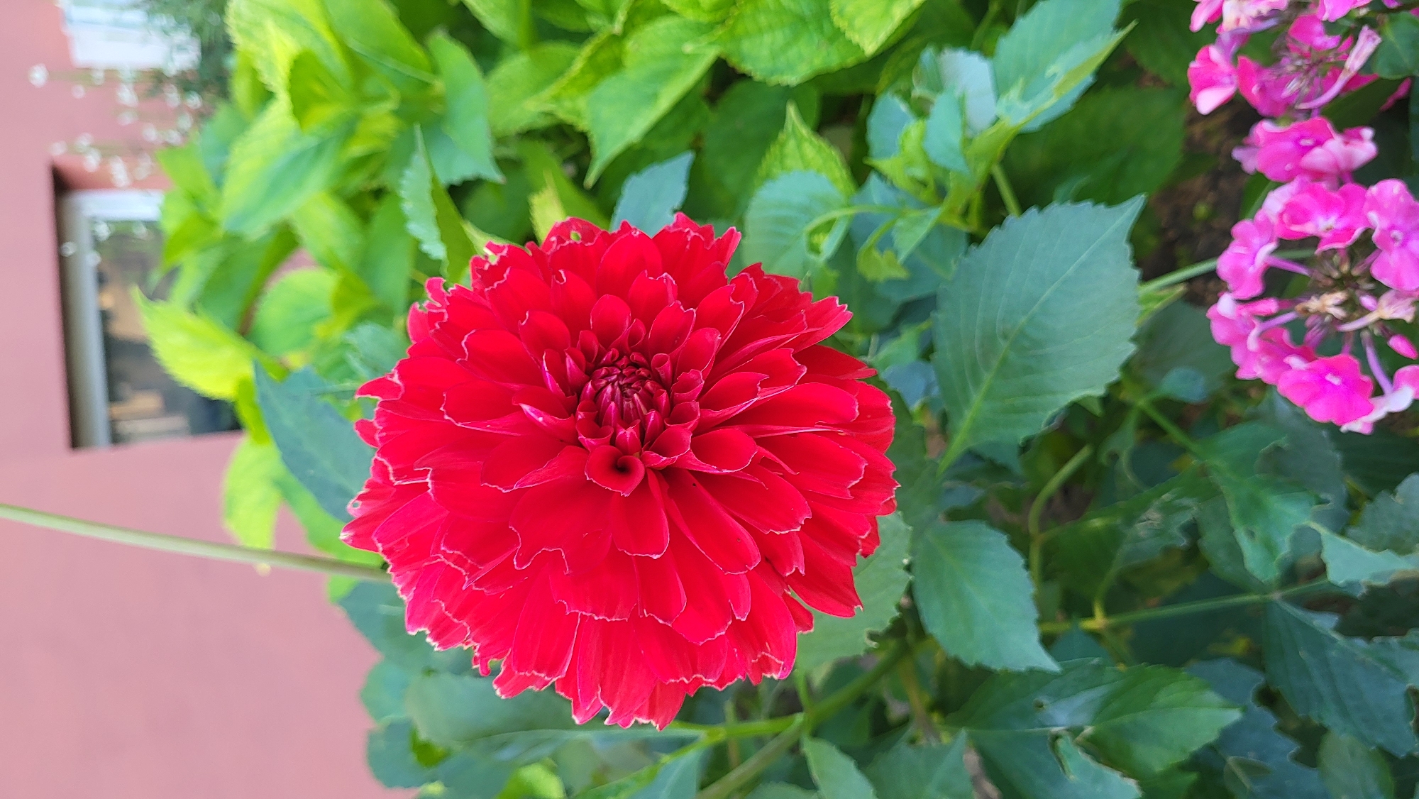 This is a close-up, eye-level, vertical outdoor photograph of a vibrant red dahlia flower in full bloom, centered in the frame. The dahlia's petals are densely packed and ruffled, with delicate white edges, creating a complex, almost spherical shape. Behind the dahlia, lush green foliage fills the midground and background, with some leaves appearing slightly yellowed, suggesting either sunlight or the natural aging process of the plant. In the upper right background, a portion of a building with a muted pink facade and a window is visible, indicating an urban or suburban setting. The lower right corner of the image features a cluster of smaller, bright pink flowers, possibly phlox, adding a contrasting color element to the scene. The overall lighting suggests it is daytime, likely with diffused sunlight. The image does not contain any people, actions, or interactions. The specific location in Prešov, Slovakia, cannot be determined from the visual information provided in the image alone.