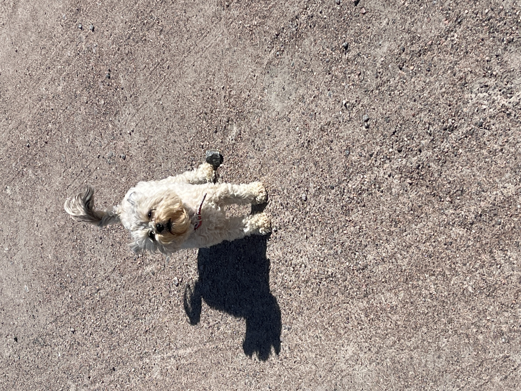 A small, fluffy, light-colored dog with a curly coat stands on a gravelly surface, casting a shadow to its left. The dog is facing the camera, with its tail curled upwards. It appears to be wearing a red collar with a small white tag. The ground is composed of small, rough stones and dirt, suggesting an outdoor, possibly rural or undeveloped area. The lighting indicates it is daytime, with the sun casting a strong shadow. The background consists of more of the same gravelly terrain, with no other discernible objects or structures visible. The location is Il'ino, Russia.