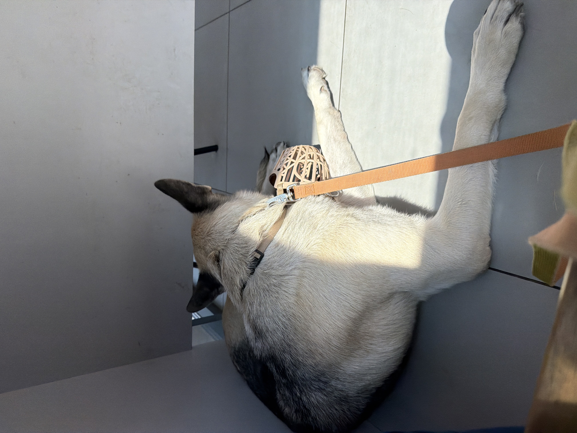 A tan and black German Shepherd dog is lying on a tiled floor, appearing to rest. The dog is wearing a light brown muzzle that has a woven pattern and a light brown collar. A matching light brown leash is attached to the collar and extends out of frame. The dog's front right leg is stretched out in front of it. Sunlight is streaming in from the left side of the image, casting a shadow of the dog and a table leg onto the floor and wall. The scene is indoors, with light gray tiled flooring and a light gray wall in the background. Part of a wooden surface is visible in the lower left corner.