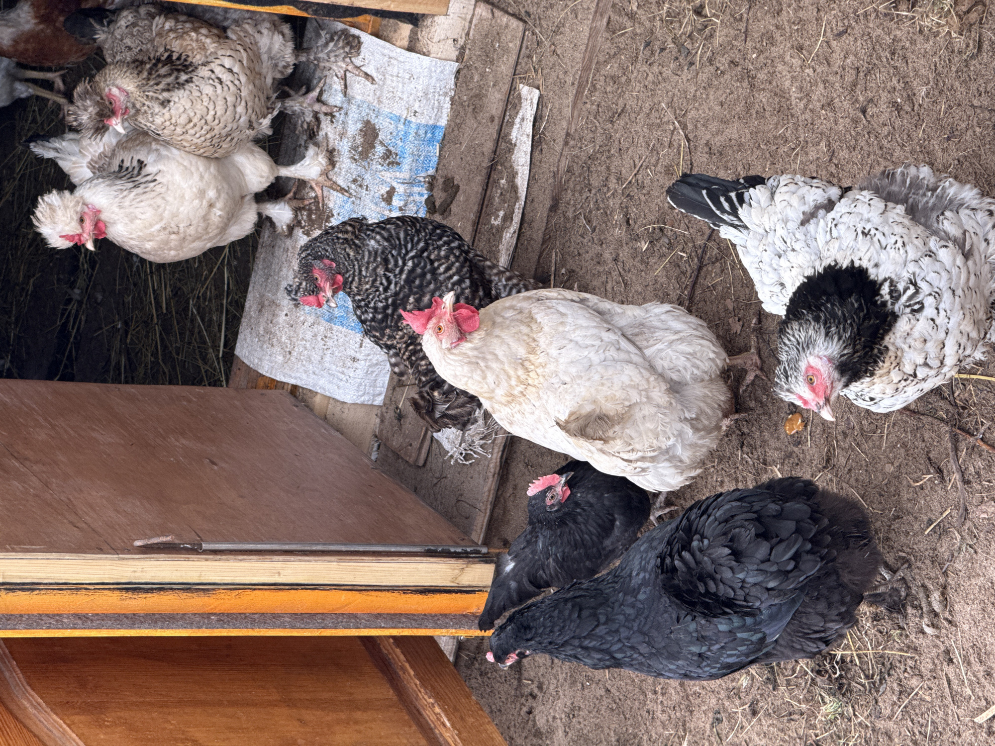 The image depicts a group of chickens in a confined outdoor area, likely a coop or run. The chickens vary in color and breed, including white, black, and speckled varieties. Some chickens are clustered near a wooden structure, possibly the coop's entrance, while others are spread out on the dirt ground. The ground is covered in dirt and scattered hay. A piece of white and blue tarpaulin lies in the background, suggesting the presence of human intervention in maintaining the area. The location is unknown.