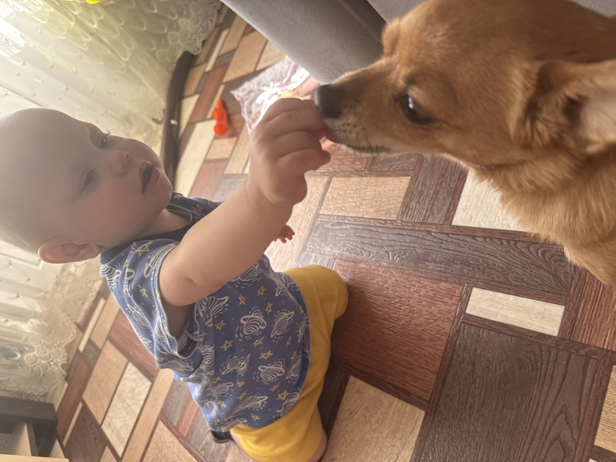 A baby is sitting on a floor with a tile pattern in an indoor environment. The baby is wearing a blue shirt with a star and spaceship design and yellow pants. The baby is holding something in their hand and offering it to a brown dog, which is close to the baby's hand. In the background, there is a blurry view of a window with a curtain, an orange toy, and part of a gray couch. The location is Chaikovsky, Russia.
