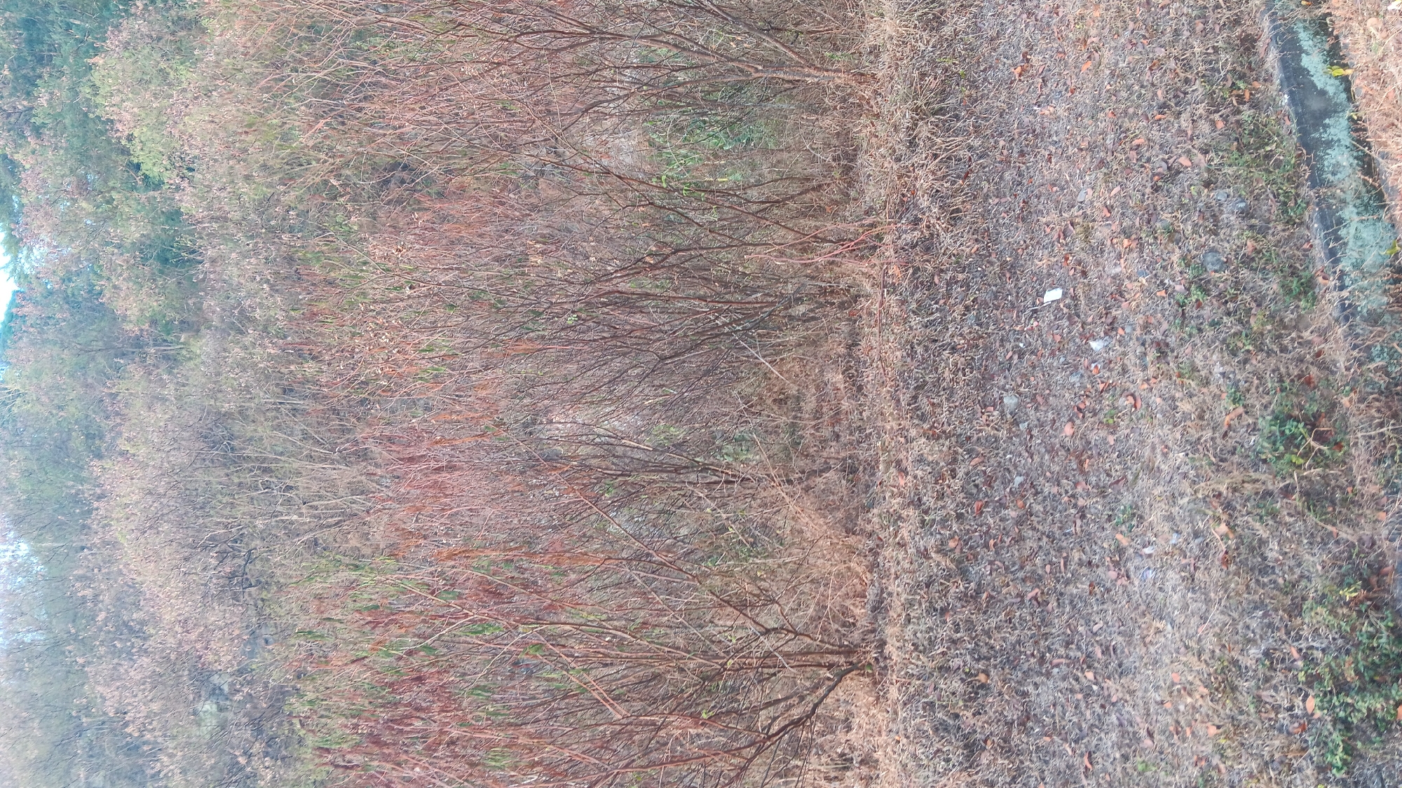 The image depicts a hillside covered in dry, brown vegetation. Numerous thin, bare branches of trees and shrubs dominate the foreground and midground, suggesting a dry season or winter landscape. The ground is littered with dry leaves and straw. In the background, the vegetation appears denser and slightly greener, indicating a mixture of plant life or different stages of growth. The scene is natural and appears to be in an outdoor environment, possibly a park or undeveloped area within Purwakarta, Indonesia. There are no people or discernible man-made structures other than a subtle concrete edge at the bottom right. The lighting suggests it is daytime.